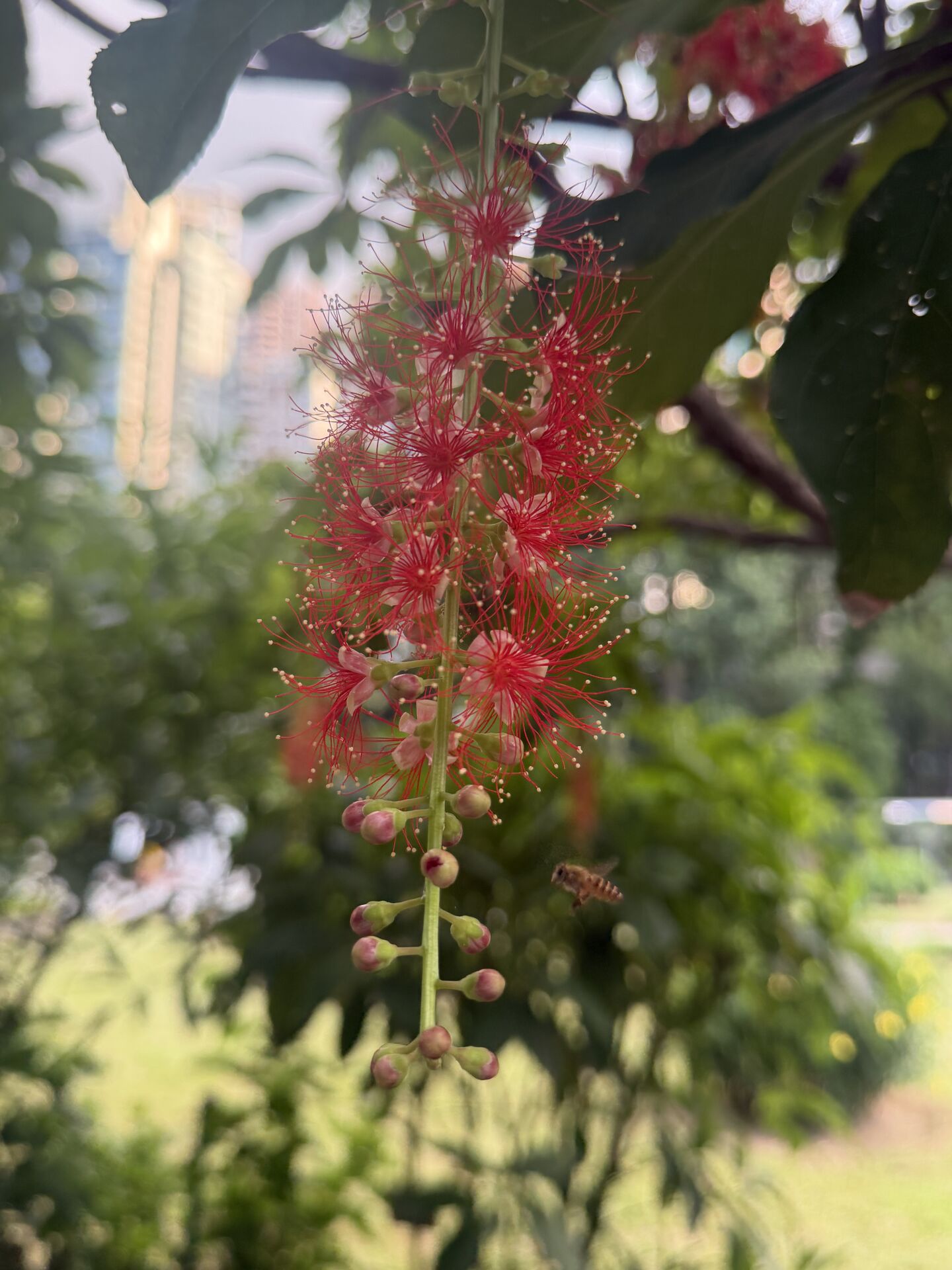 https://www.fa.gov.hk/紅花玉蕊