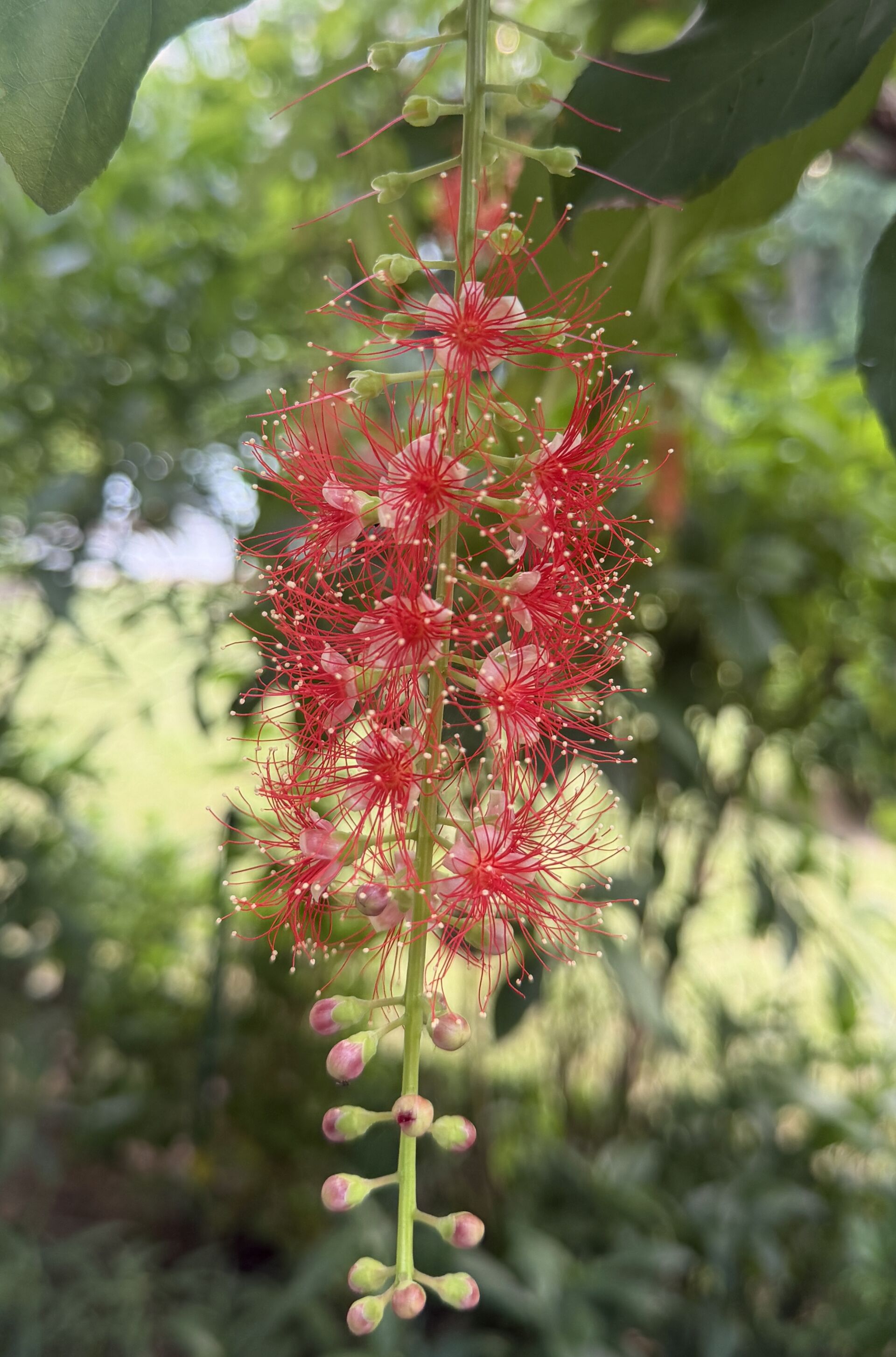 https://www.fa.gov.hk/紅花玉蕊