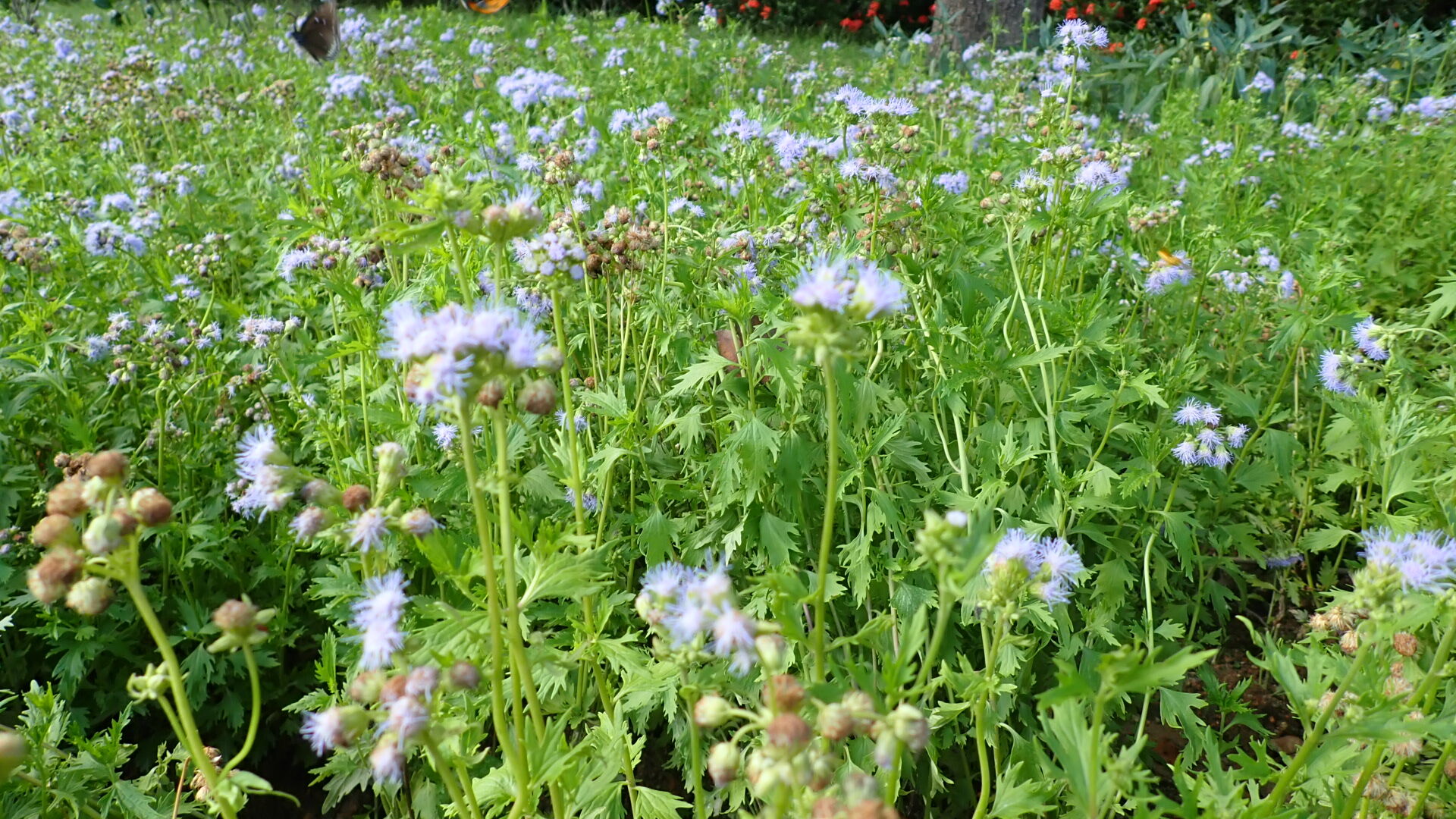 https://www.fa.gov.hk/裂葉錐托澤蘭(藍霧花)