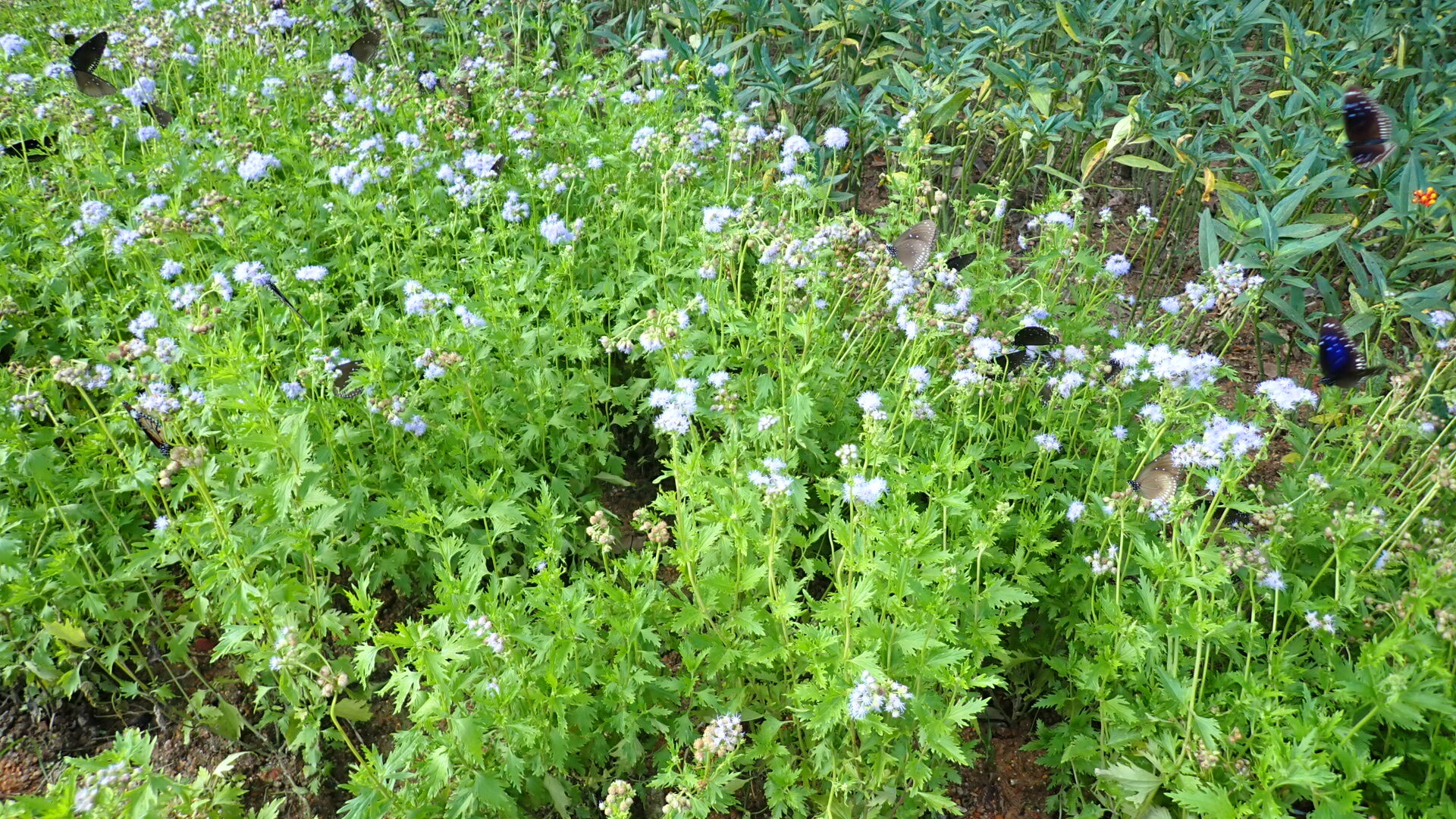 https://www.fa.gov.hk/裂葉錐托澤蘭(藍霧花)