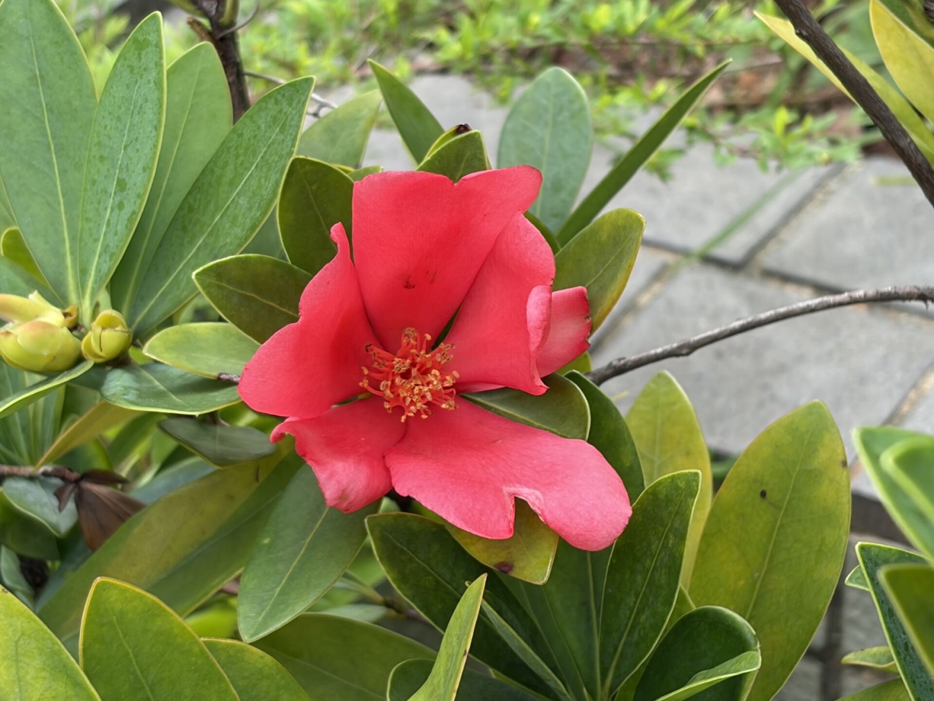 https://www.fa.gov.hk/杜鵑紅山茶