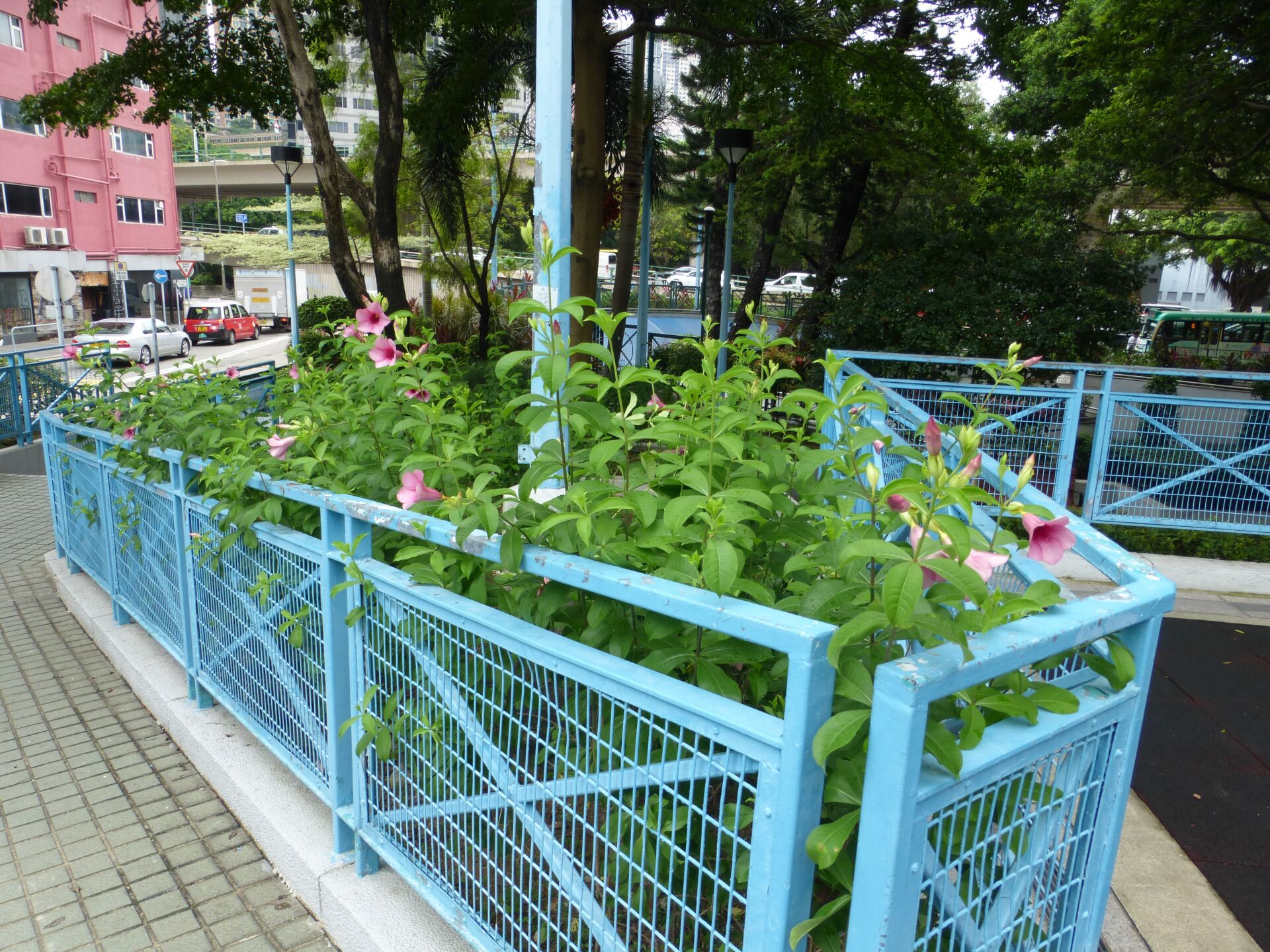 https://www.fa.gov.hk/紫蟬
