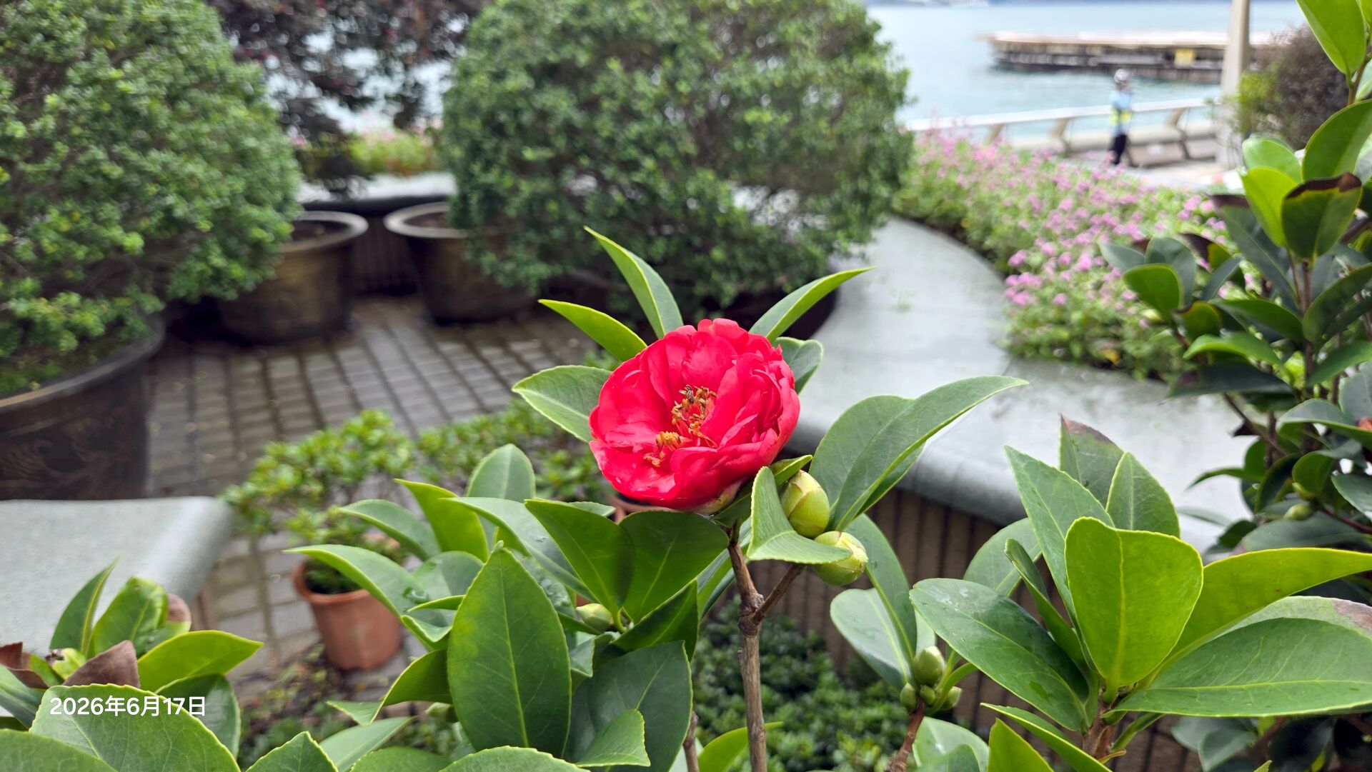 https://www.fa.gov.hk/山茶花