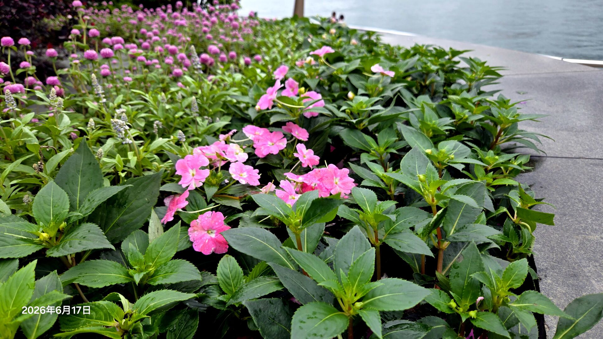 https://www.fa.gov.hk/非洲鳳仙花