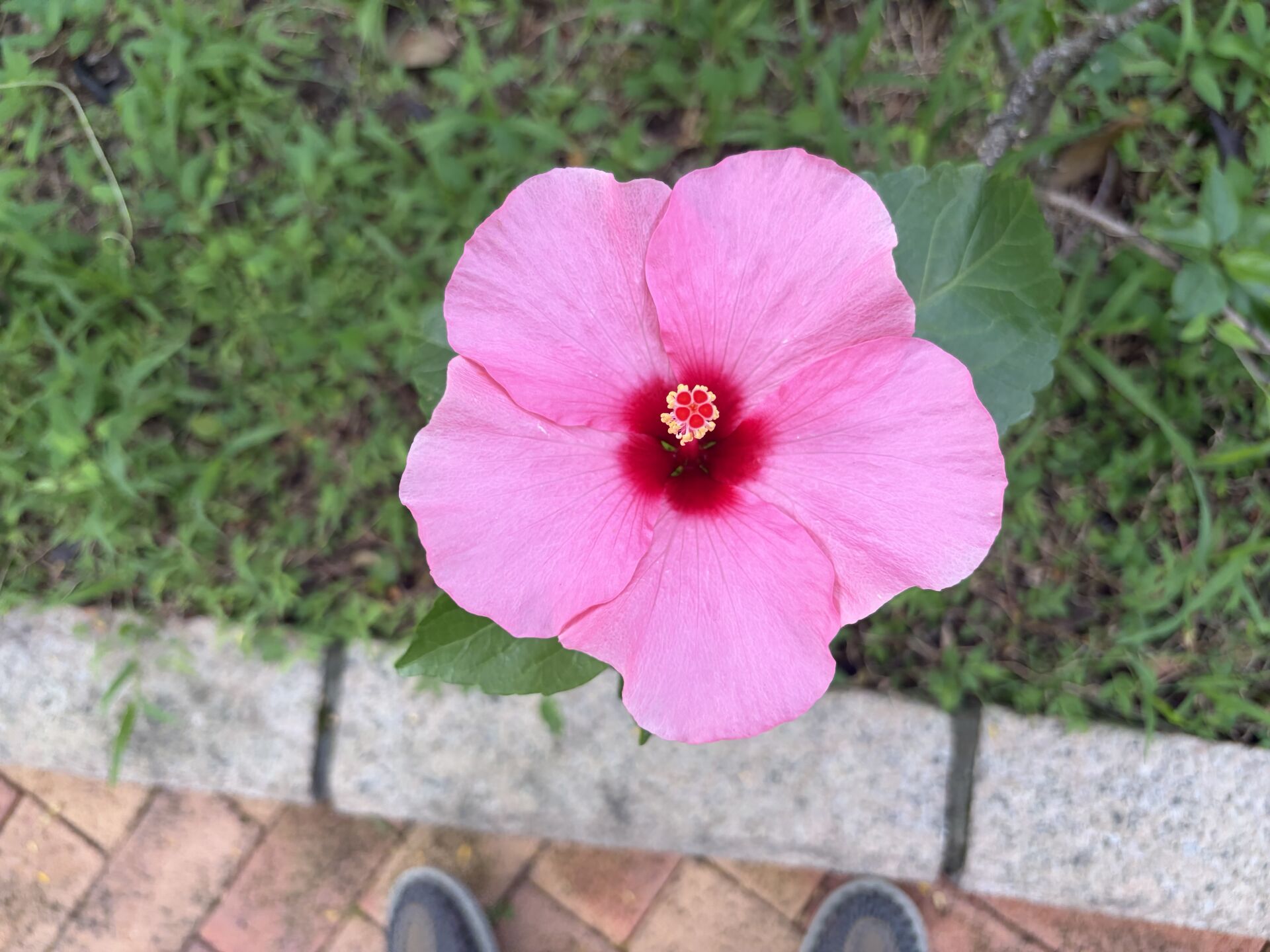https://www.fa.gov.hk/朱槿(扶桑、大紅花)