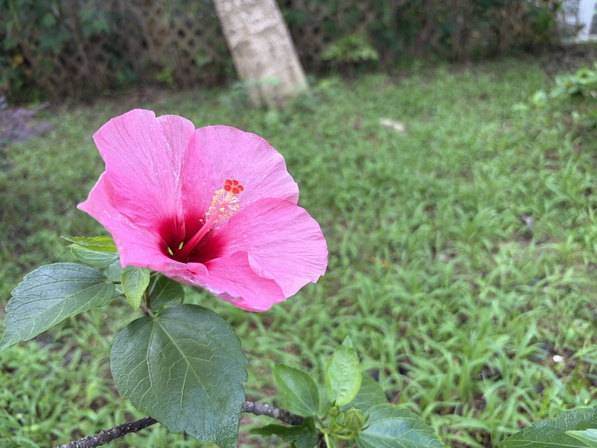 https://www.fa.gov.hk/朱槿(扶桑、大紅花)