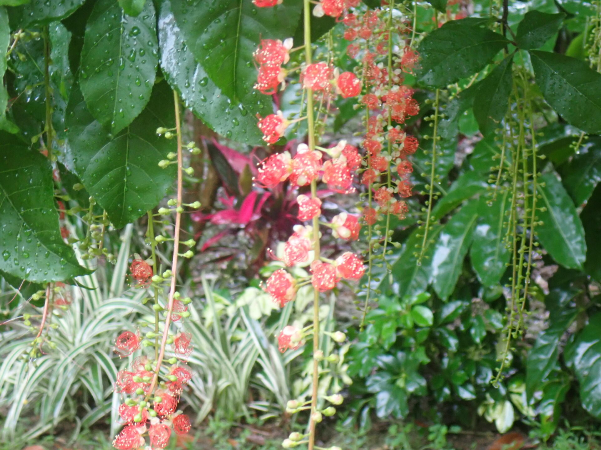 https://www.fa.gov.hk/紅花玉蕊