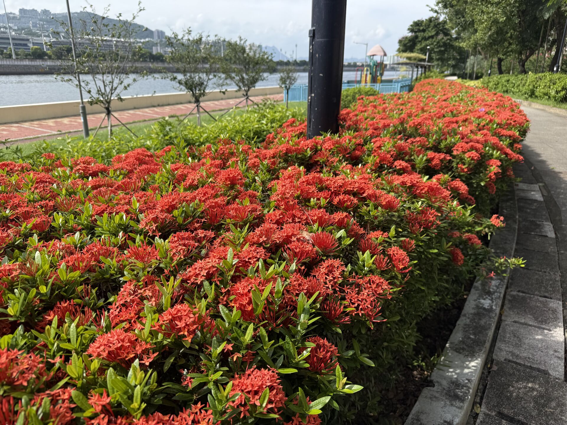 https://www.fa.gov.hk/細葉龍船花
