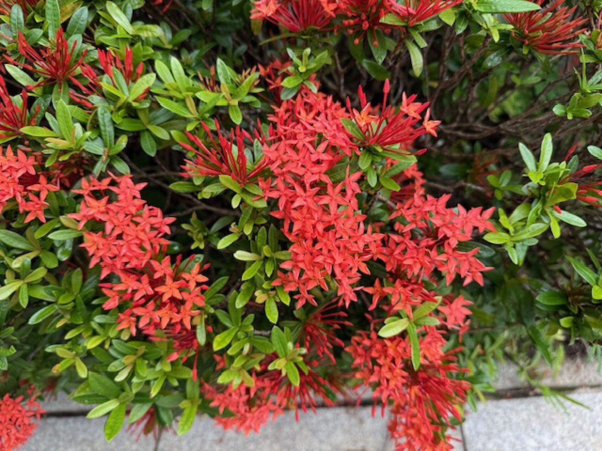 https://www.fa.gov.hk/龍船花