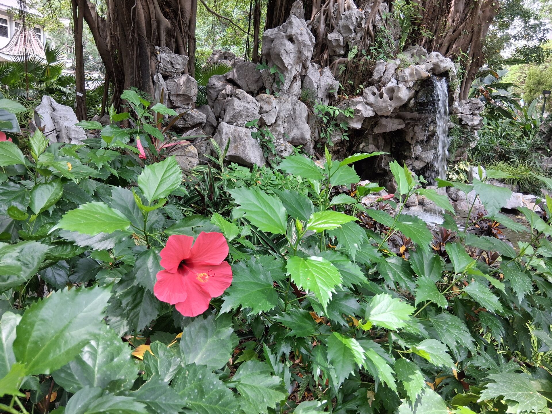 https://www.fa.gov.hk/朱槿(扶桑、大紅花)