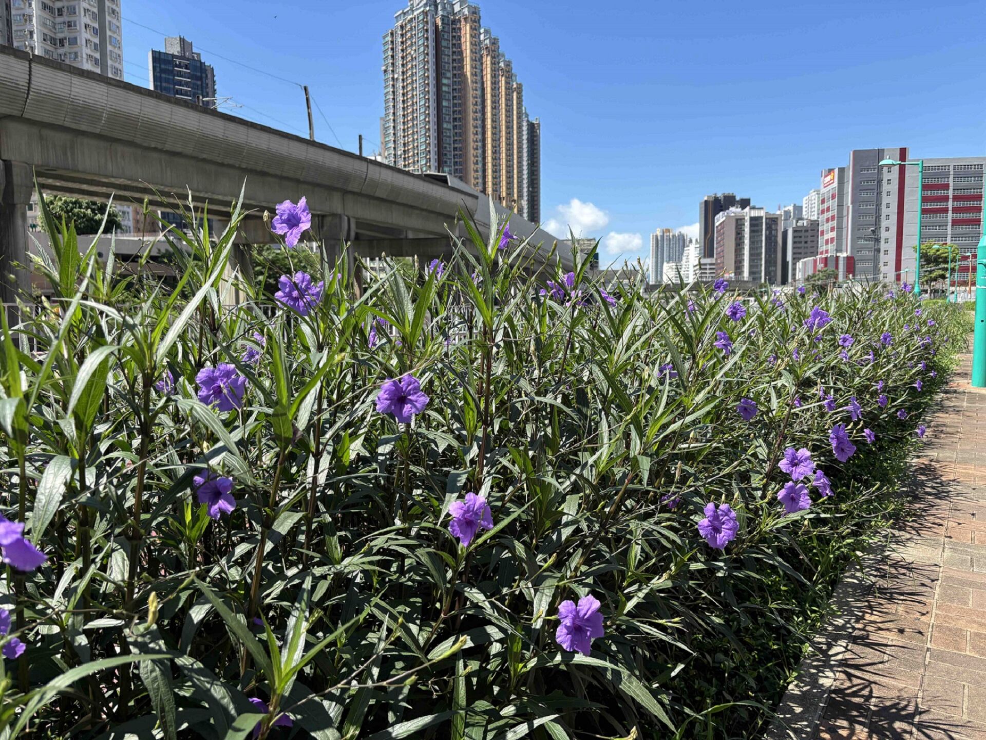 https://www.fa.gov.hk/翠蘆莉