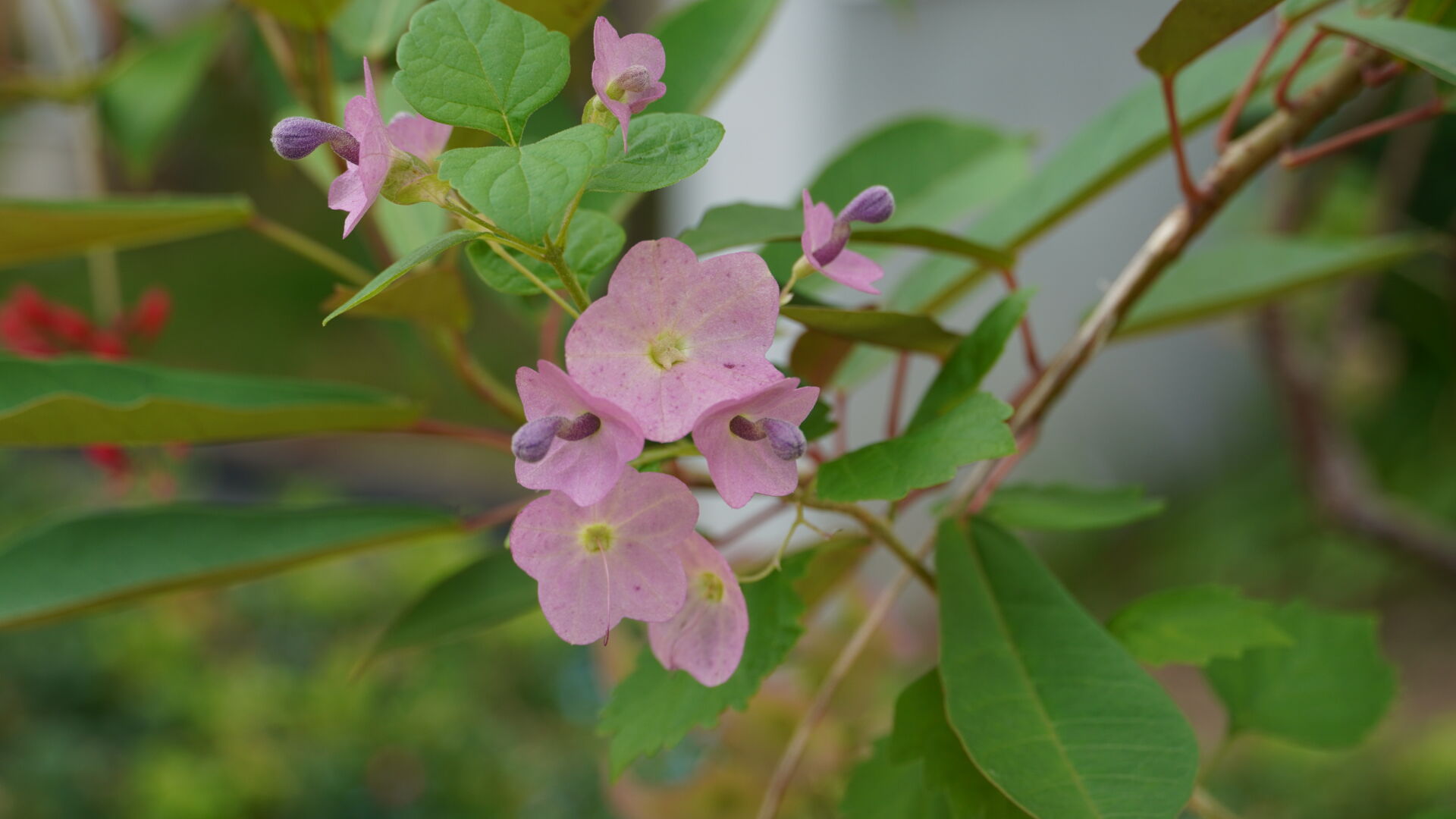 https://www.fa.gov.hk/蝶心花(紫洋傘花)