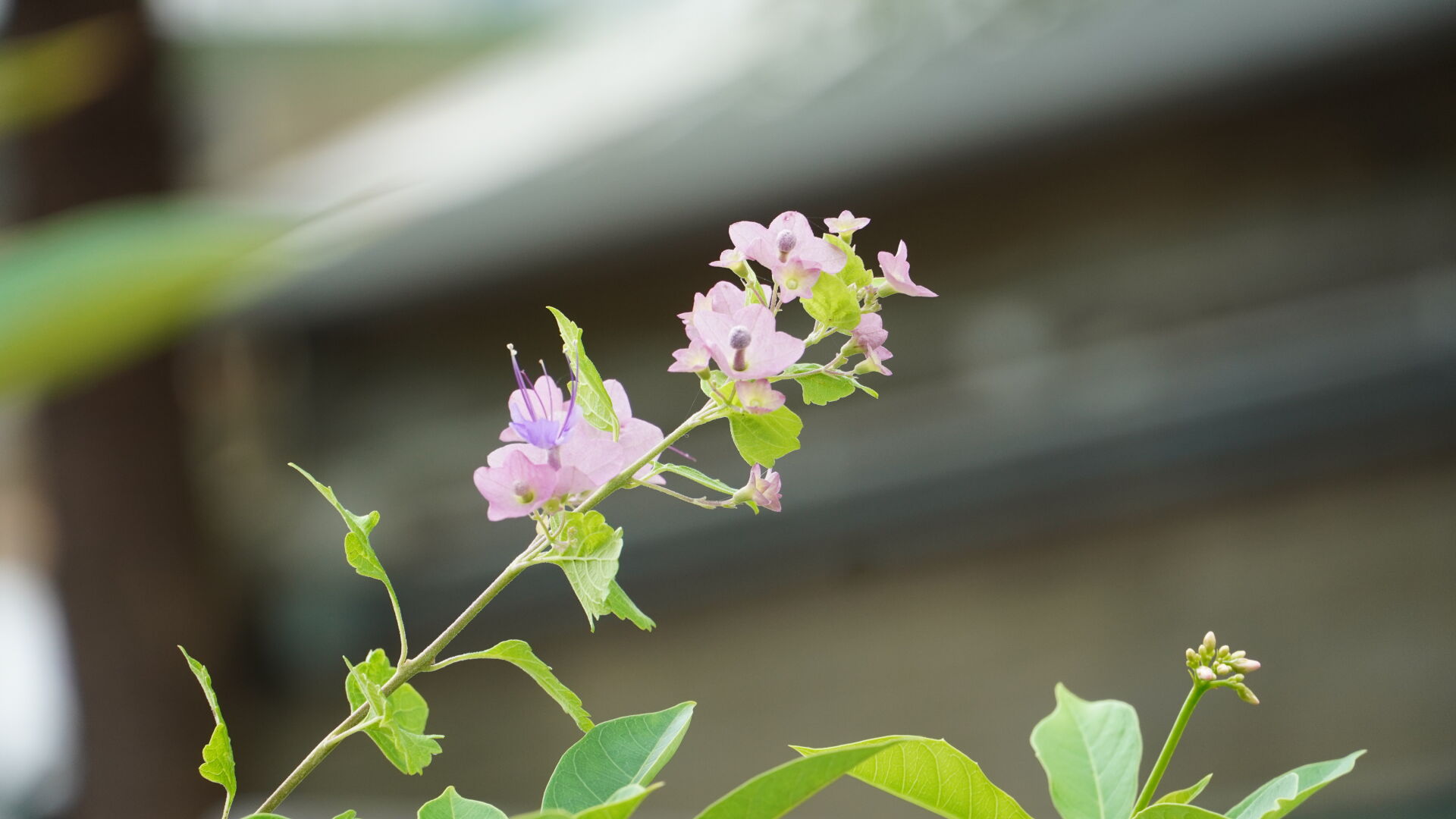 https://www.fa.gov.hk/蝶心花(紫洋傘花)