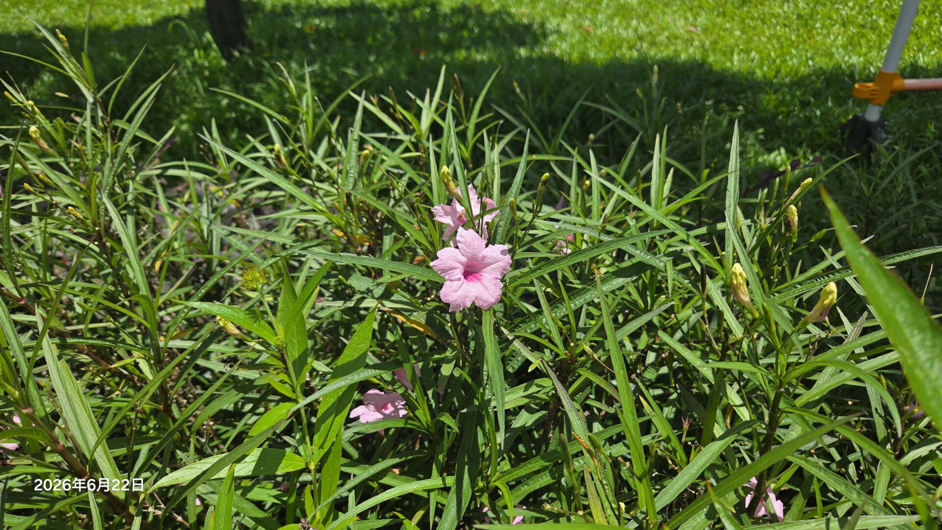 https://www.fa.gov.hk/翠蘆莉(粉花)