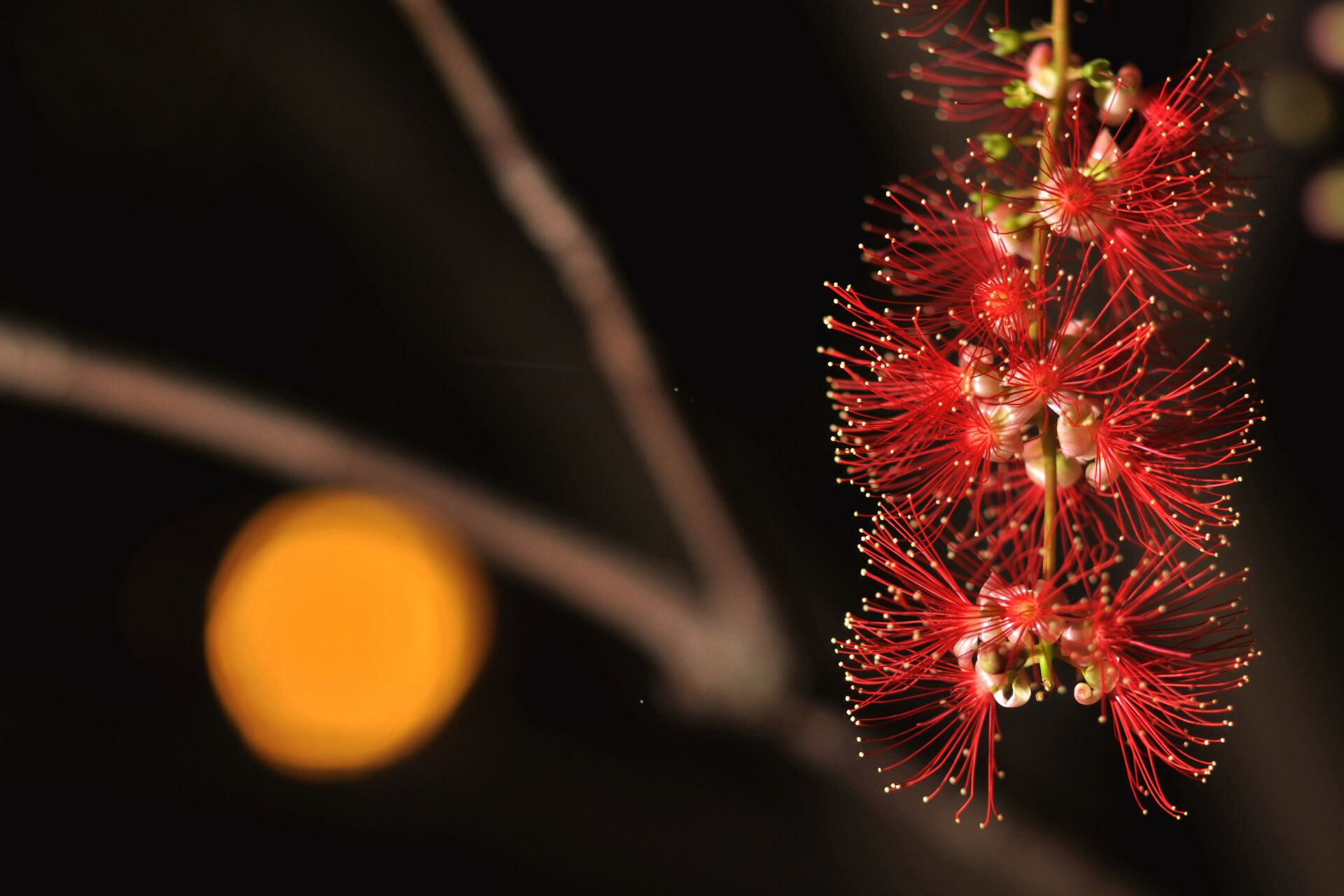 https://www.fa.gov.hk/紅花玉蕊