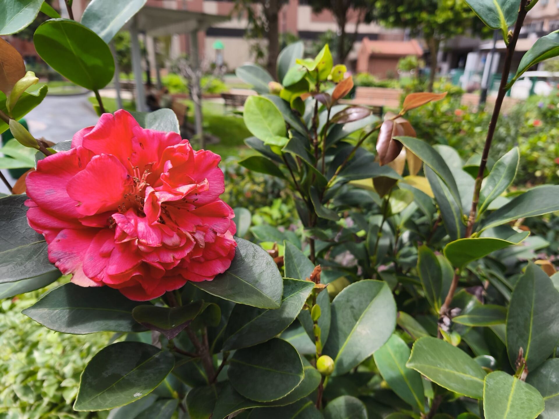 https://www.fa.gov.hk/茶花