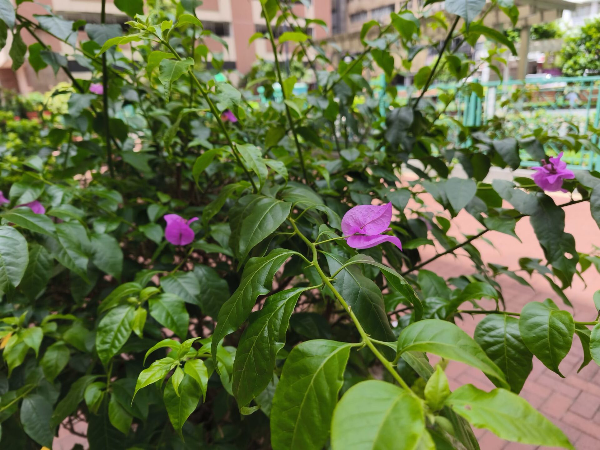 https://www.fa.gov.hk/葉子花(簕杜鵑)