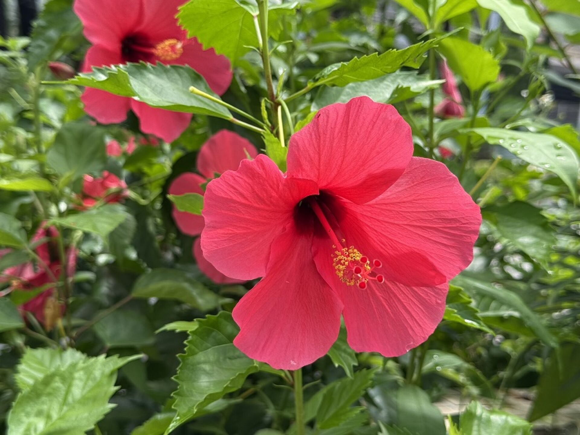 https://www.fa.gov.hk/朱槿(扶桑、大紅花)