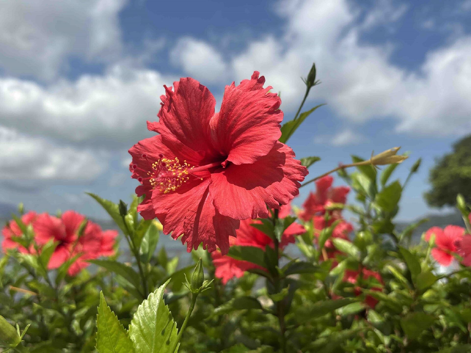 https://www.fa.gov.hk/朱槿(扶桑、大紅花)