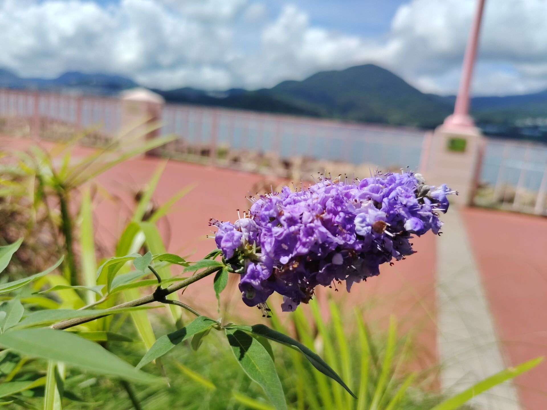 https://www.fa.gov.hk/穗花牡荊