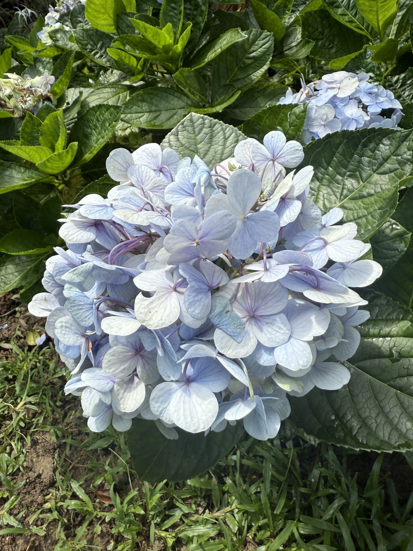 https://www.fa.gov.hk/繡球花