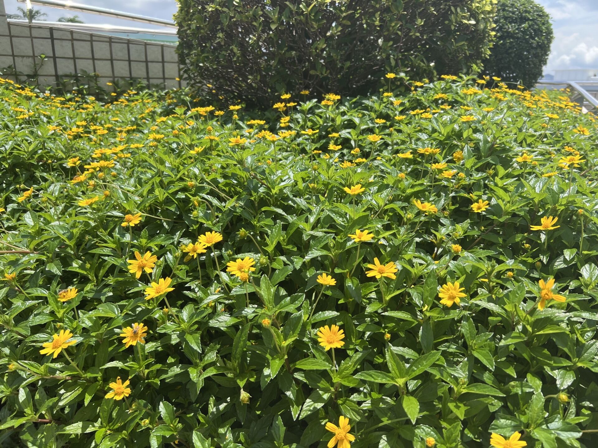 https://www.fa.gov.hk/三裂葉蟛蜞菊