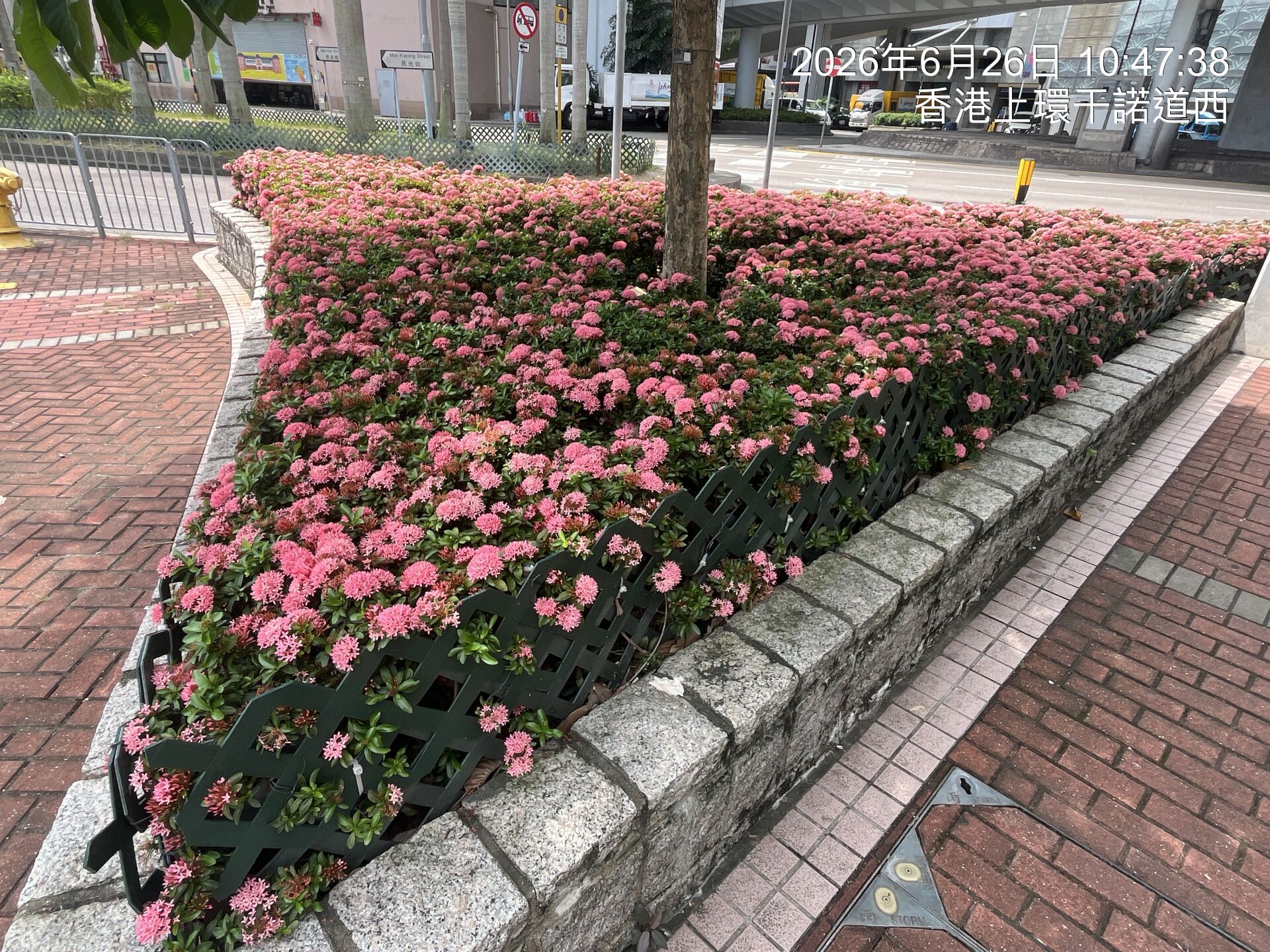https://www.fa.gov.hk/龍船花
