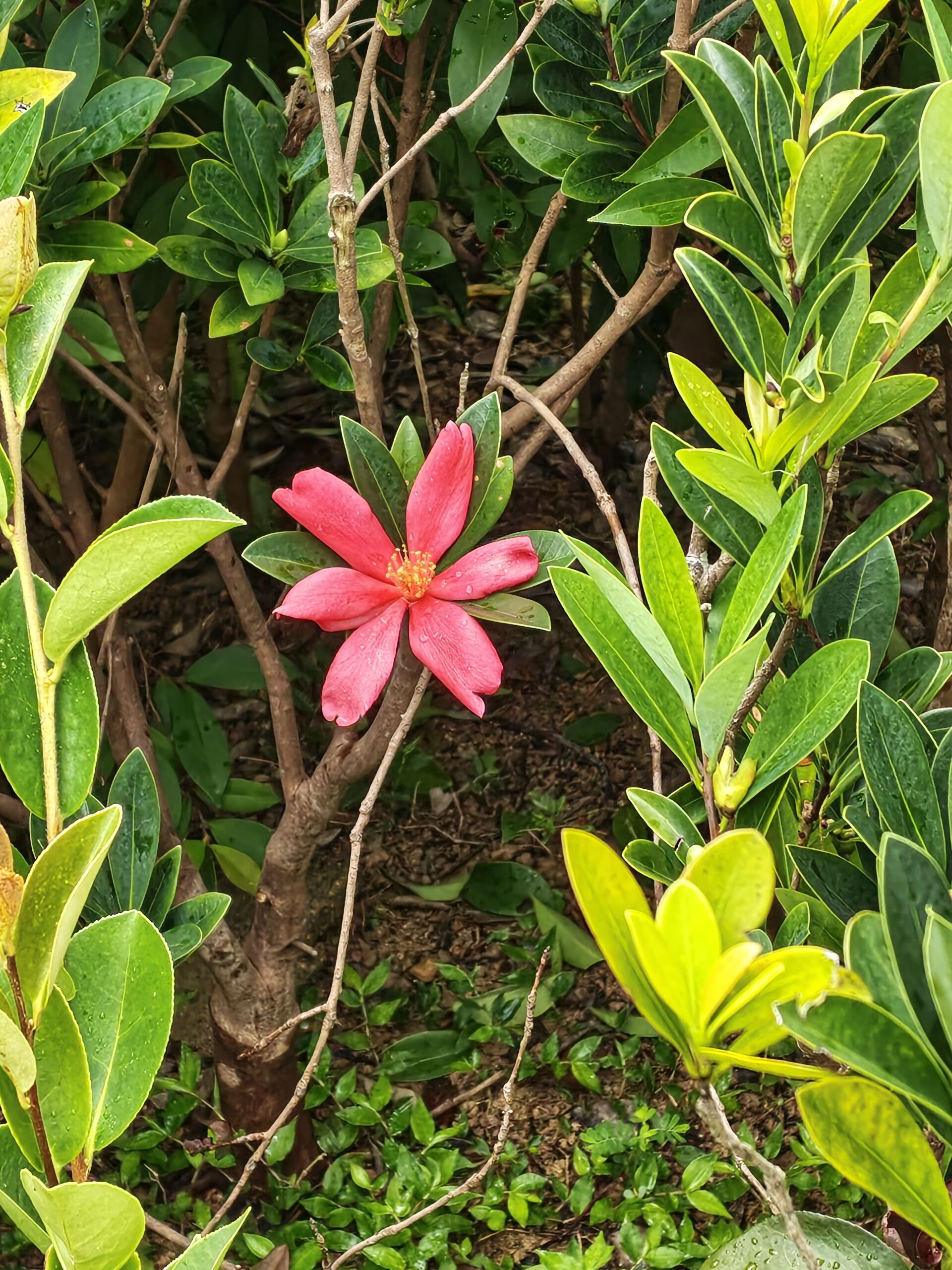 https://www.fa.gov.hk/杜鵑紅山茶