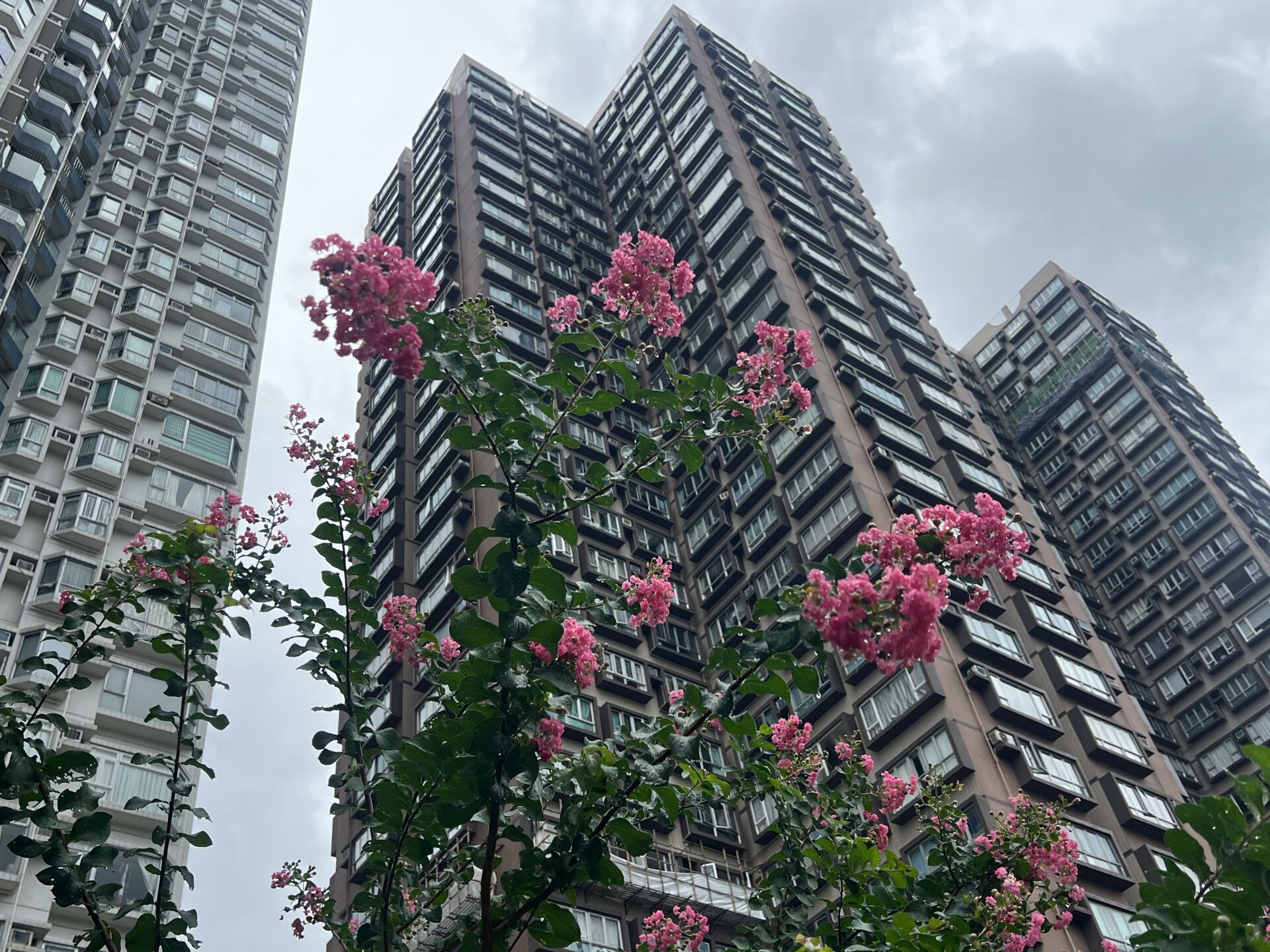 https://www.fa.gov.hk/紫微