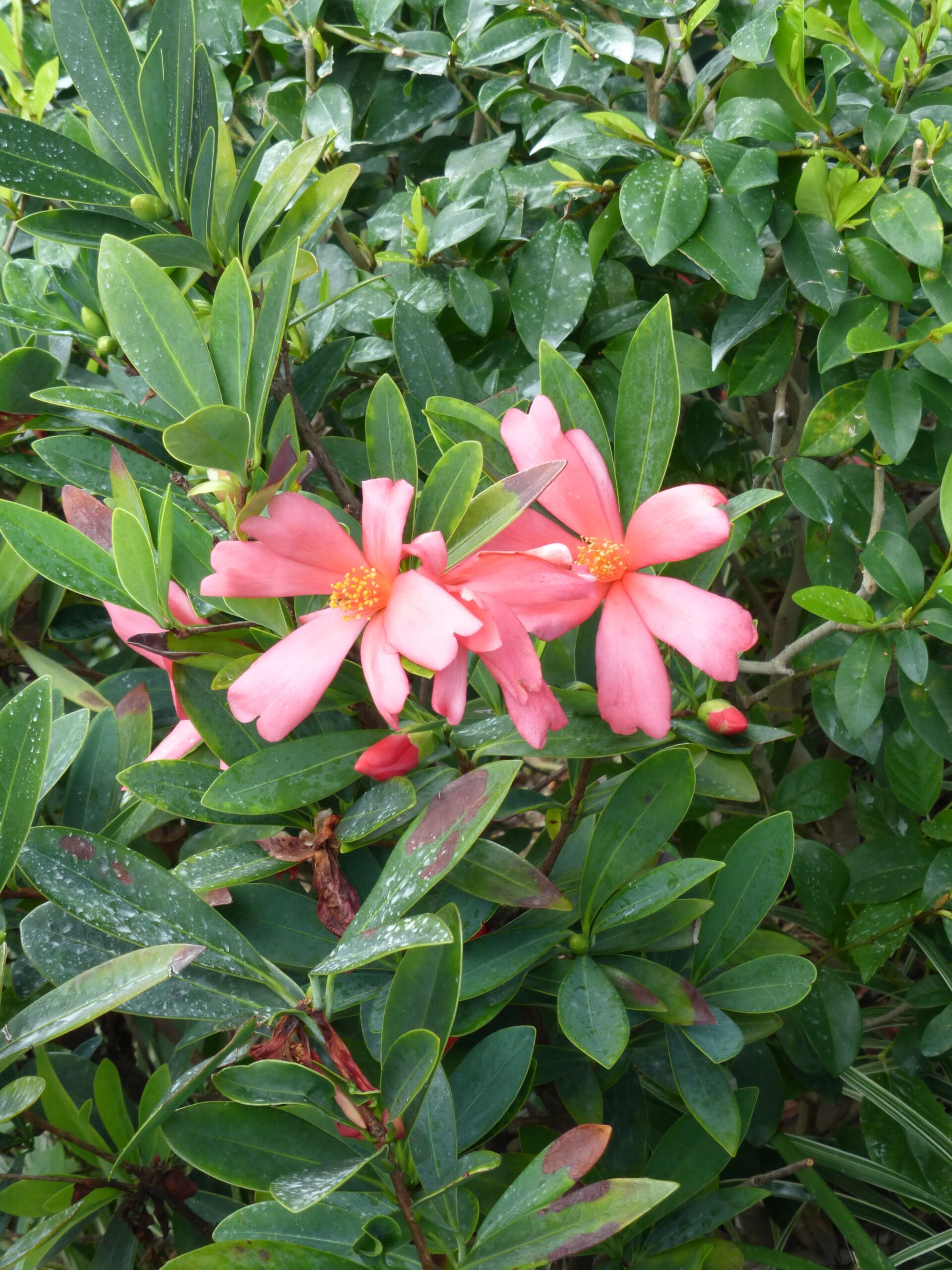 https://www.fa.gov.hk/杜鵑紅山茶