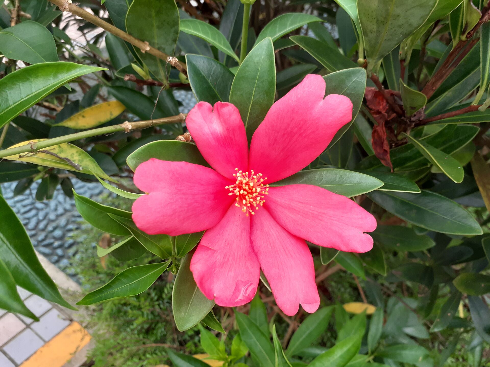 https://www.fa.gov.hk/杜鵑紅山茶