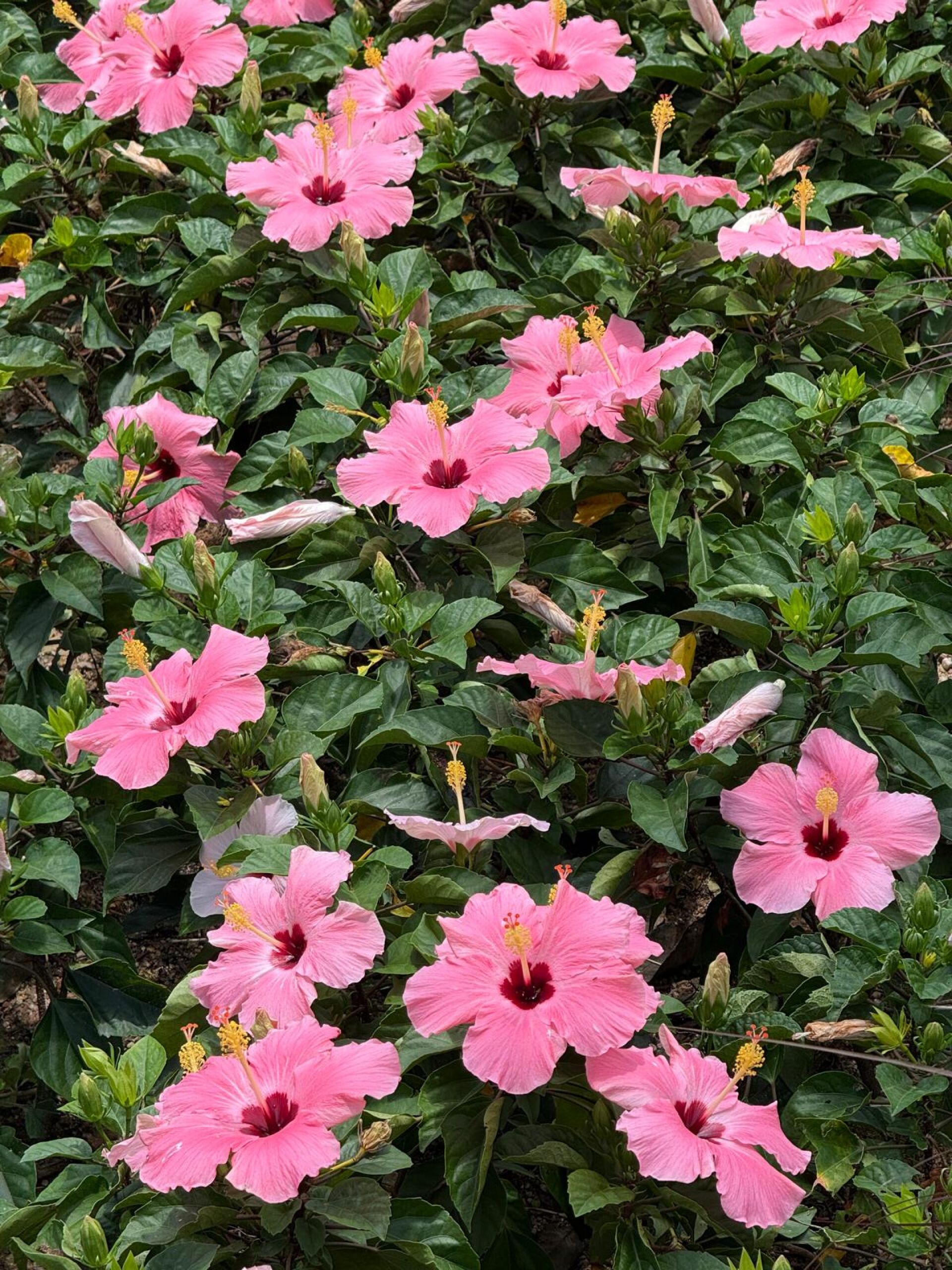https://www.fa.gov.hk/朱槿(扶桑、大紅花)