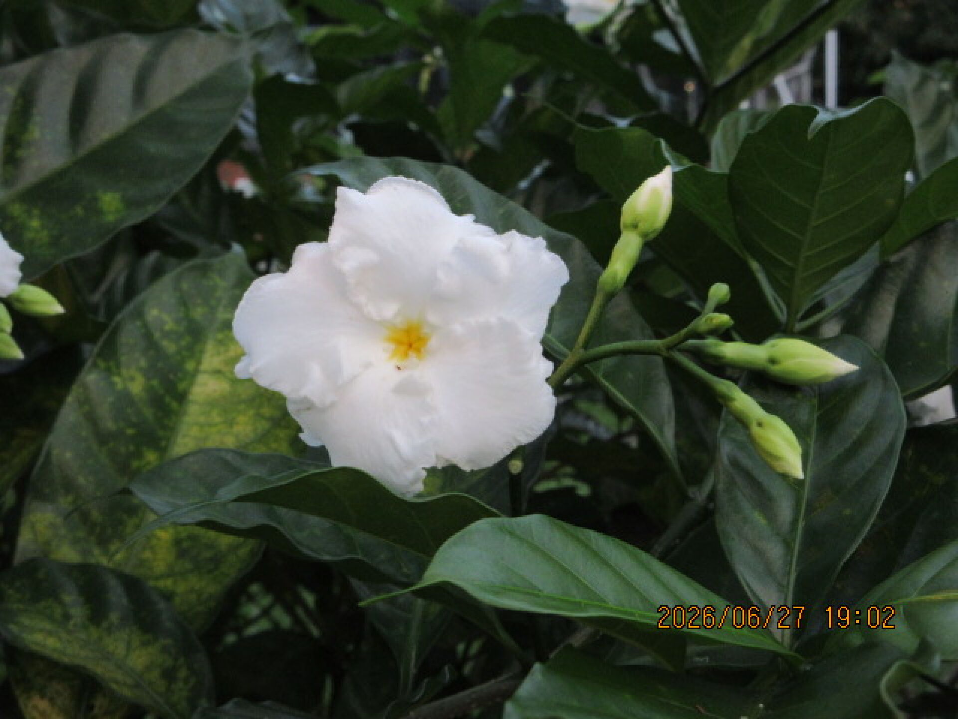 https://www.fa.gov.hk/狗牙花