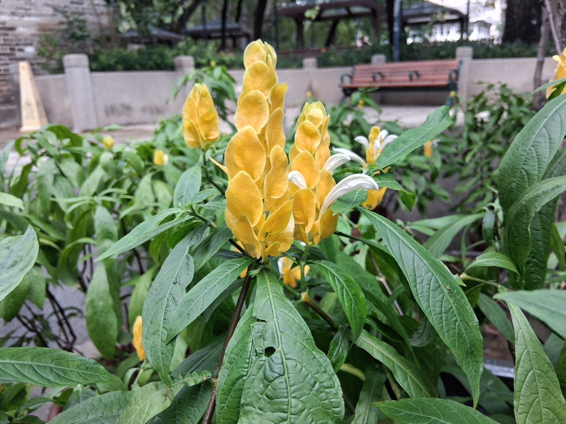 https://www.fa.gov.hk/金苞花(黃鴨咀花)