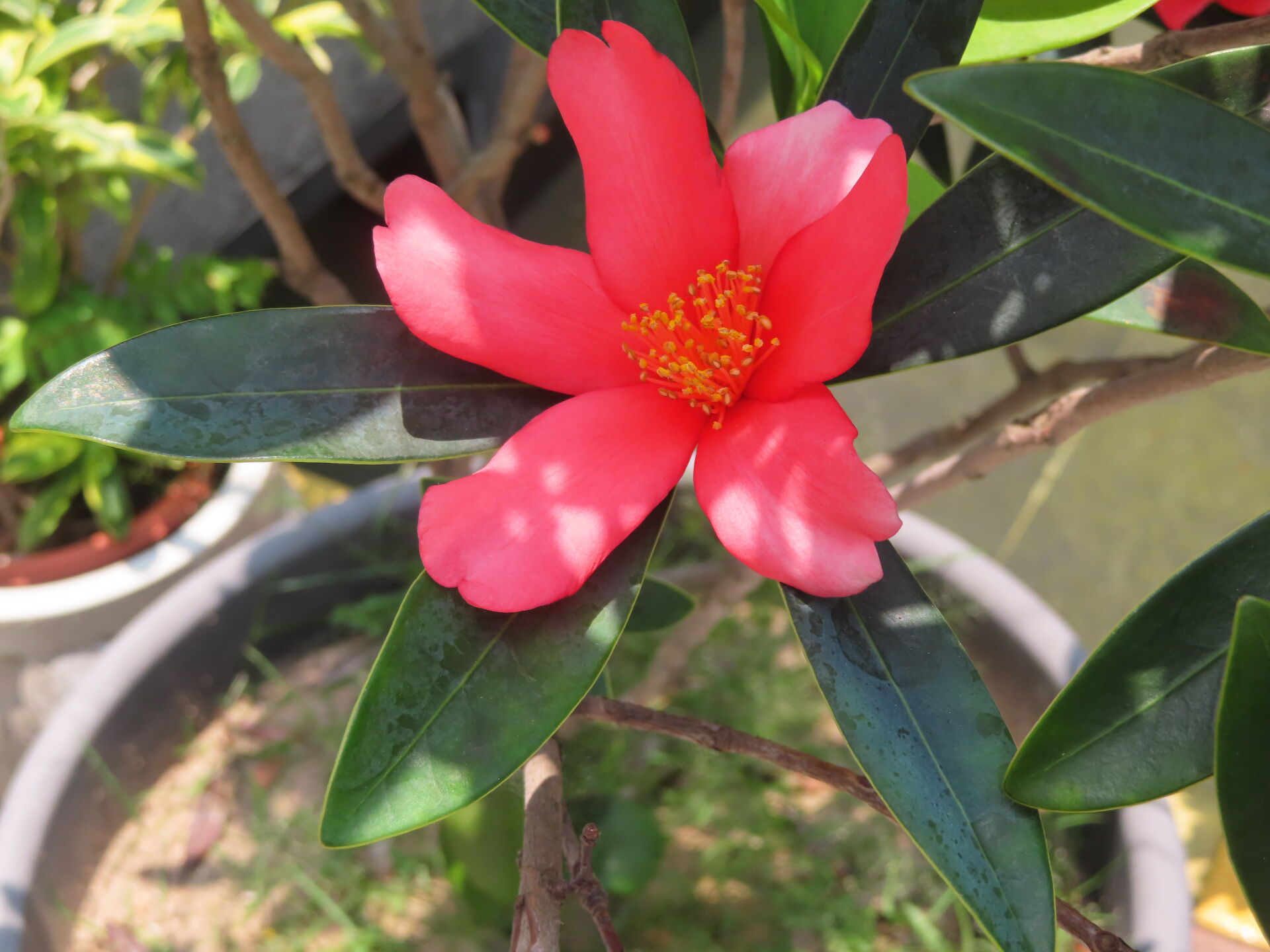 https://www.fa.gov.hk/杜鵑紅山茶