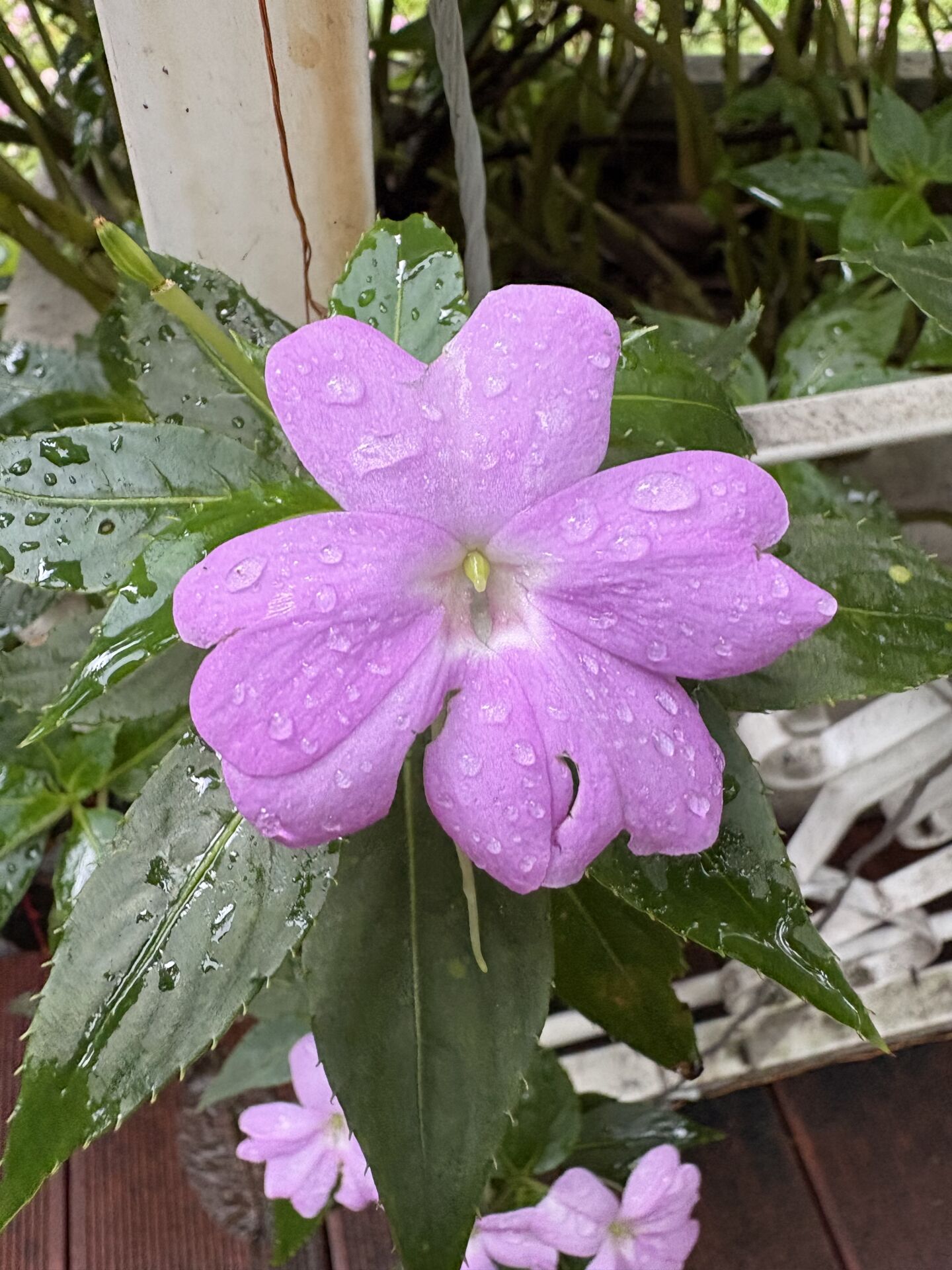 https://www.fa.gov.hk/鳳仙花