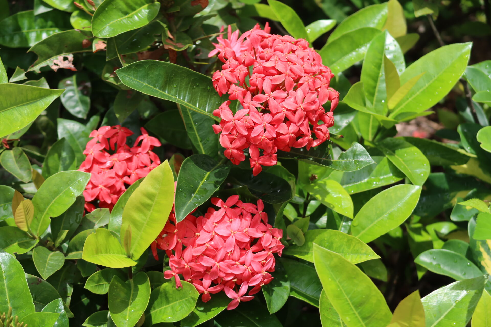 https://www.fa.gov.hk/龍船花