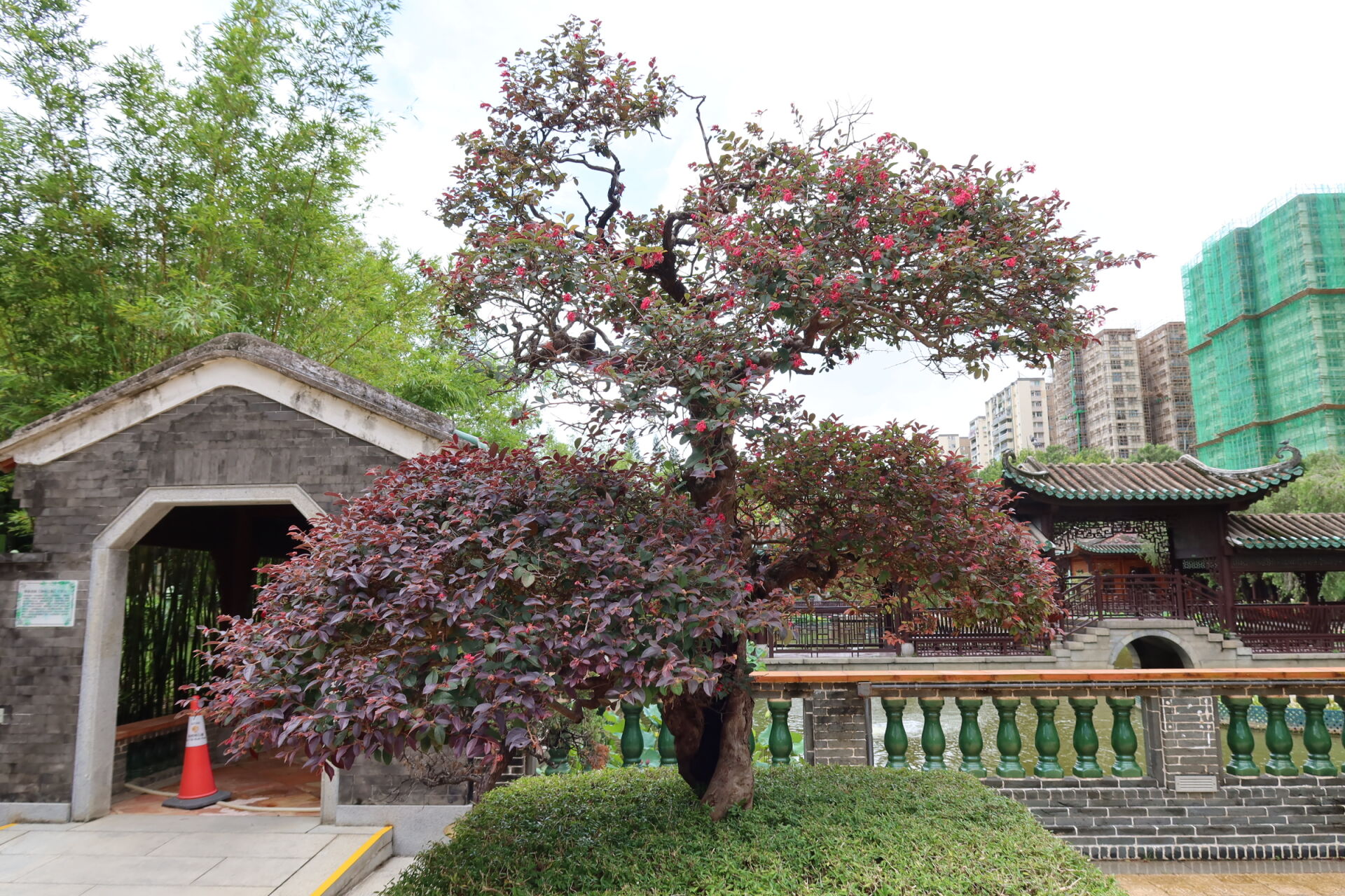 https://www.fa.gov.hk/紅花檵木