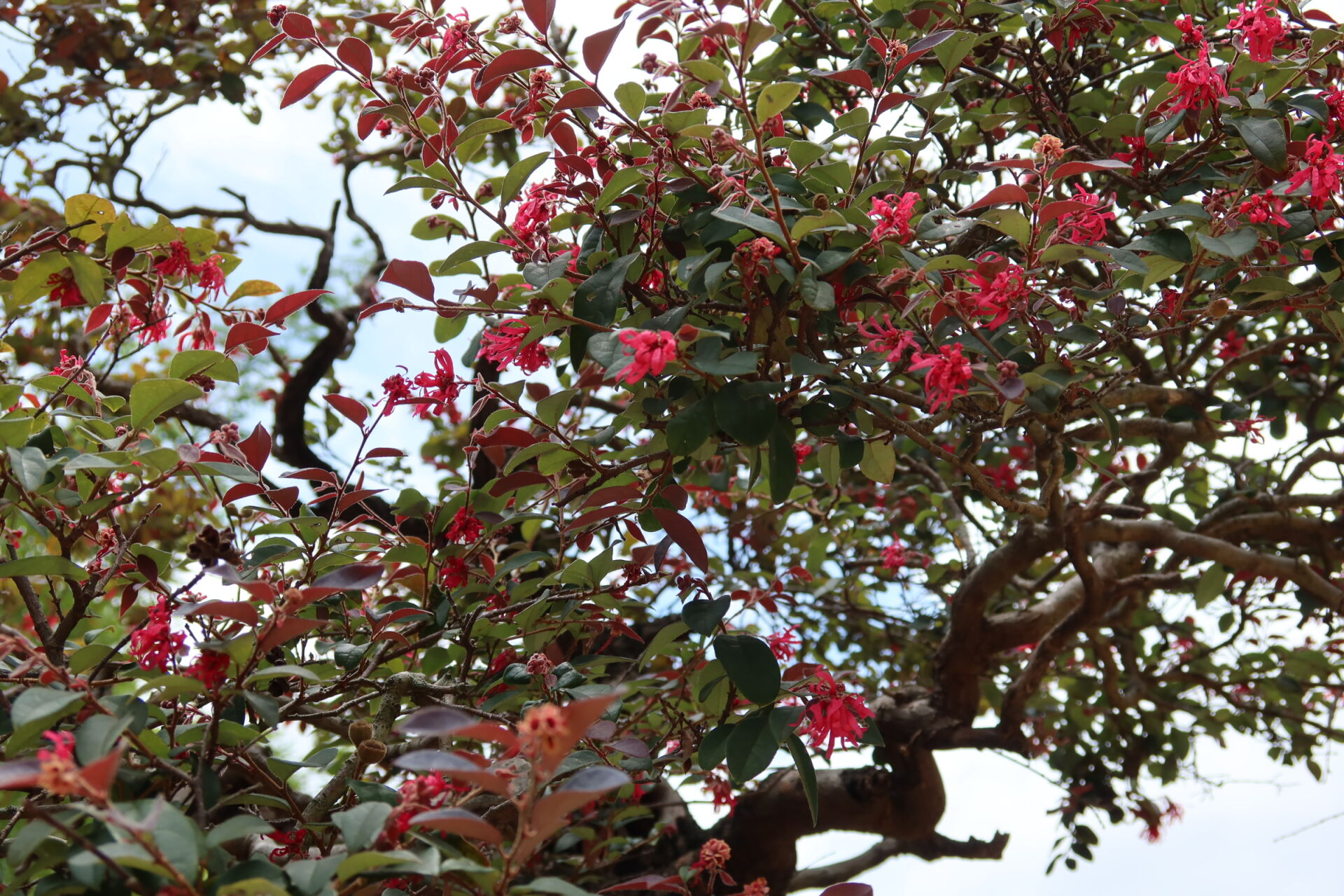 https://www.fa.gov.hk/紅花檵木