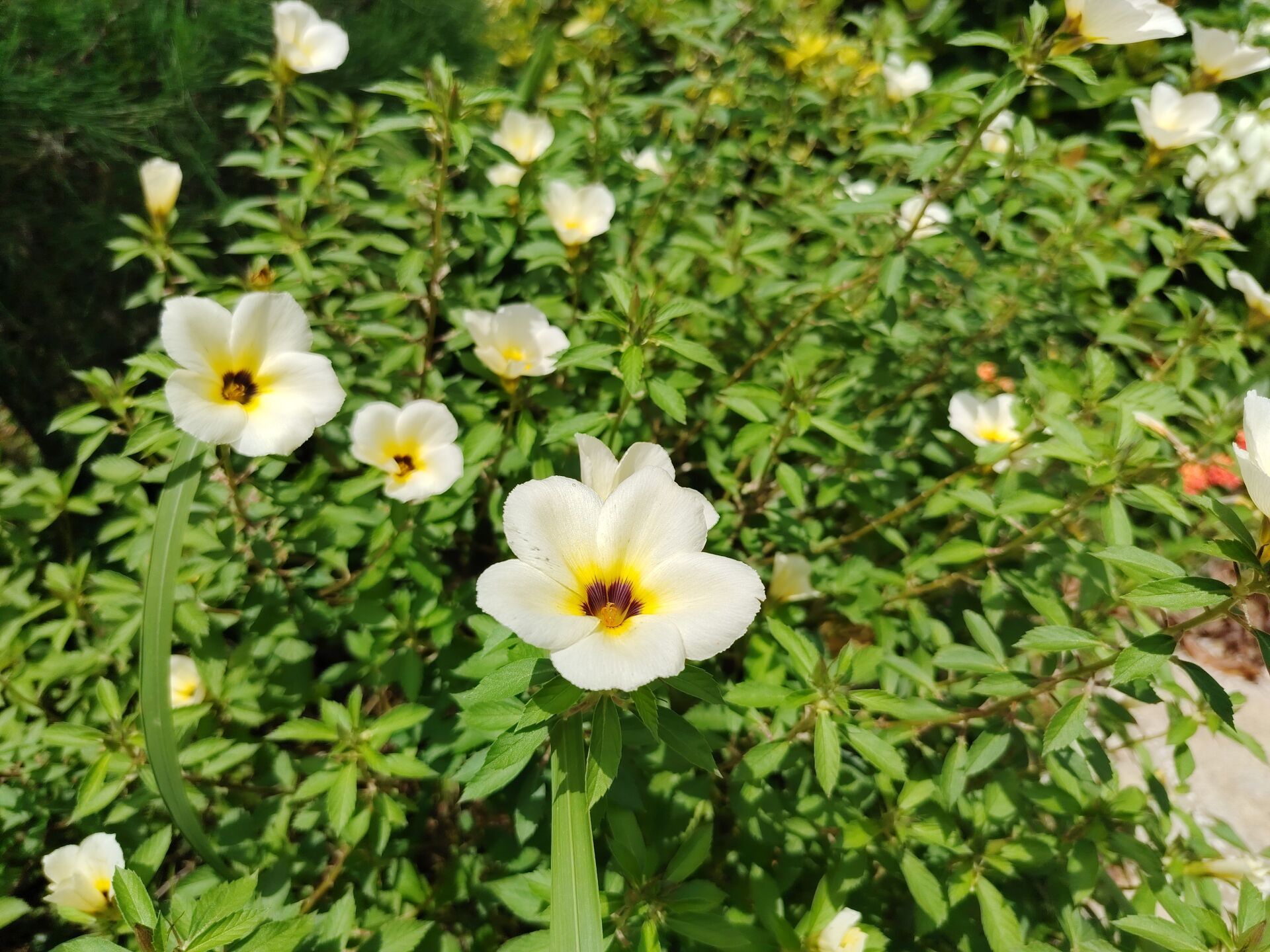 https://www.fa.gov.hk/白時鐘花