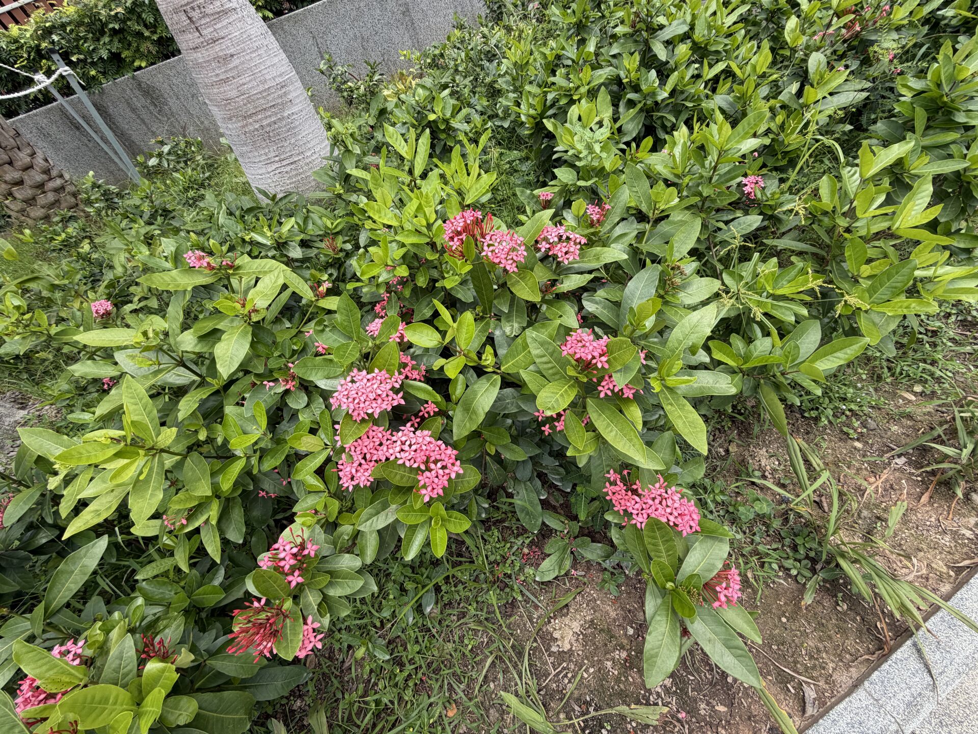 https://www.fa.gov.hk/龍船花
