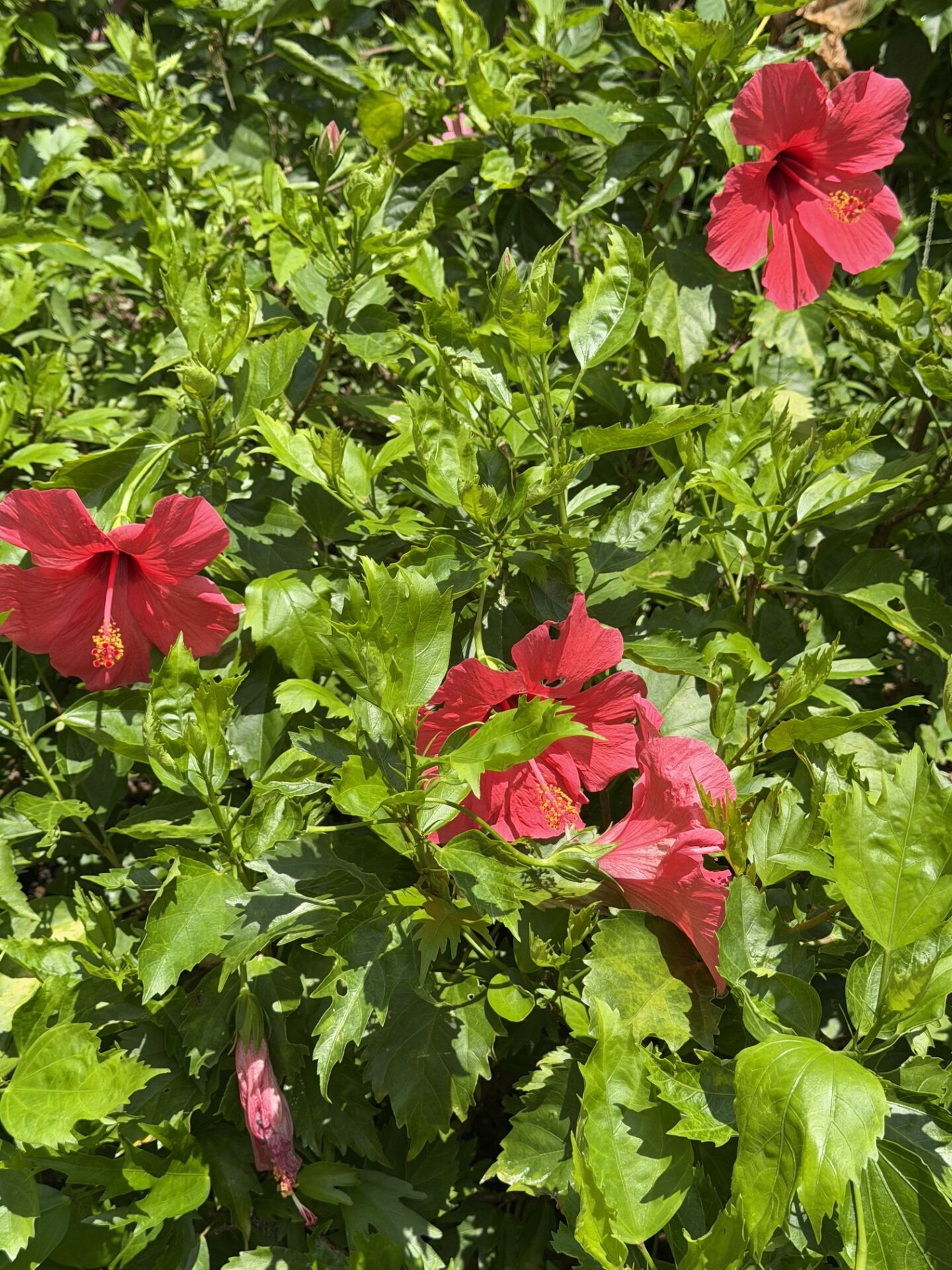 https://www.fa.gov.hk/朱槿(扶桑、大紅花)