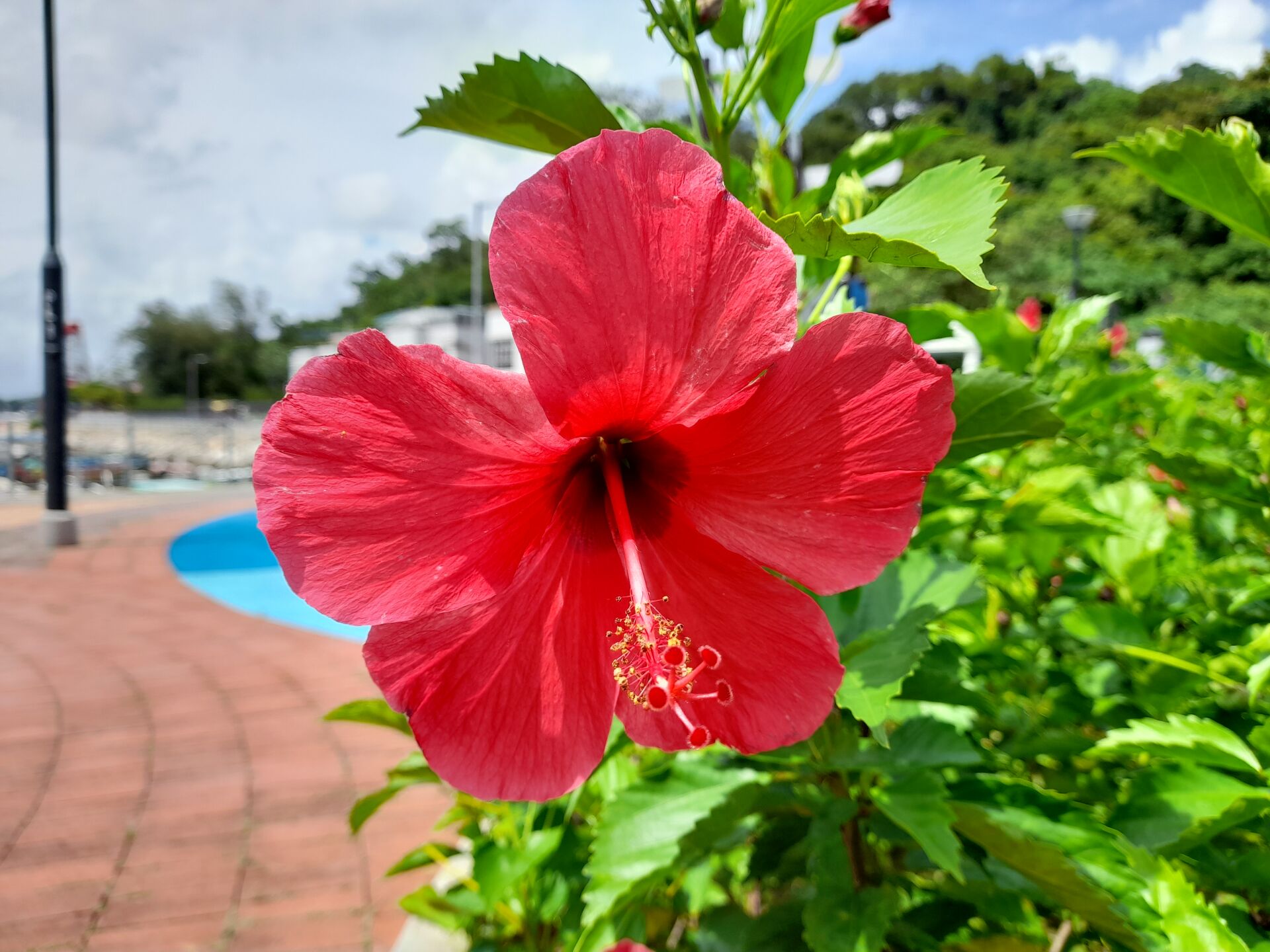 https://www.fa.gov.hk/朱槿(扶桑、大紅花)