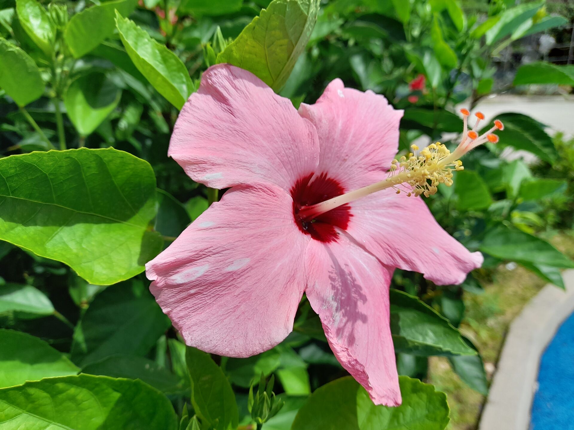 https://www.fa.gov.hk/朱槿(扶桑、大紅花)