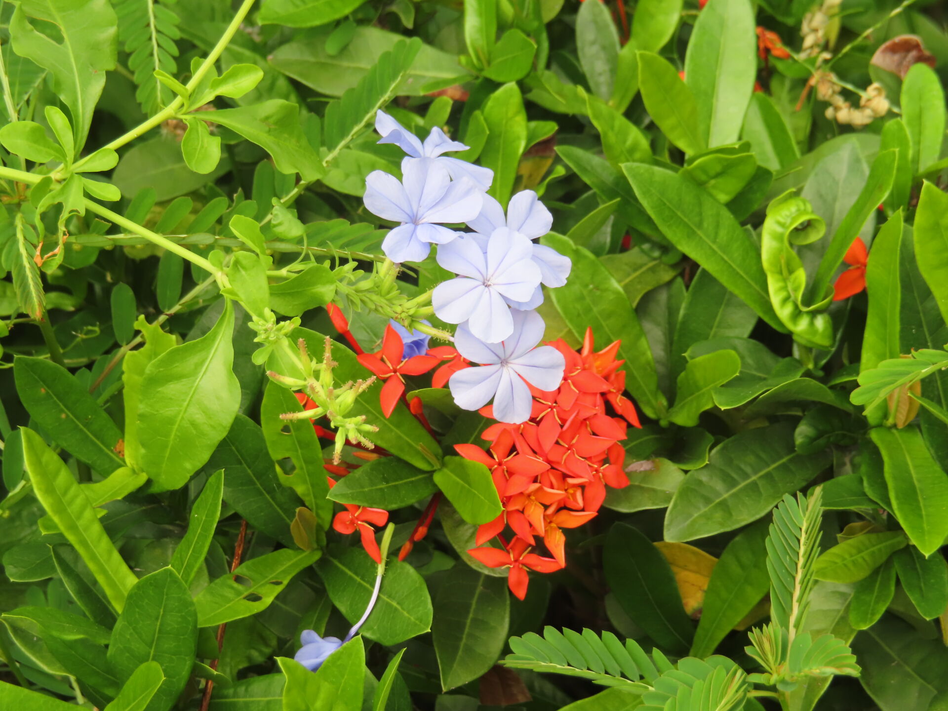 https://www.fa.gov.hk/藍雪花、龍船花