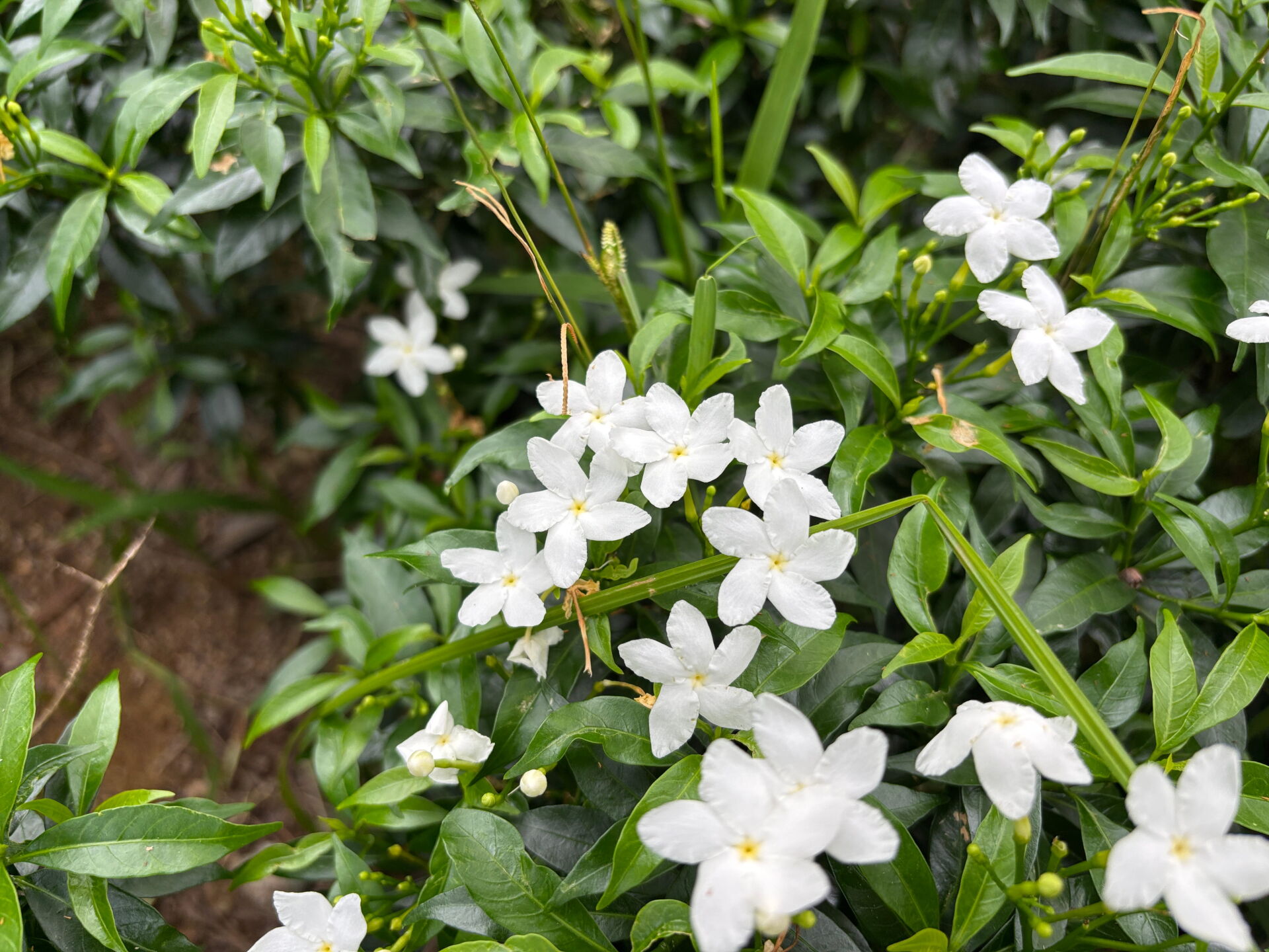 https://www.fa.gov.hk/珍珠馬茶花