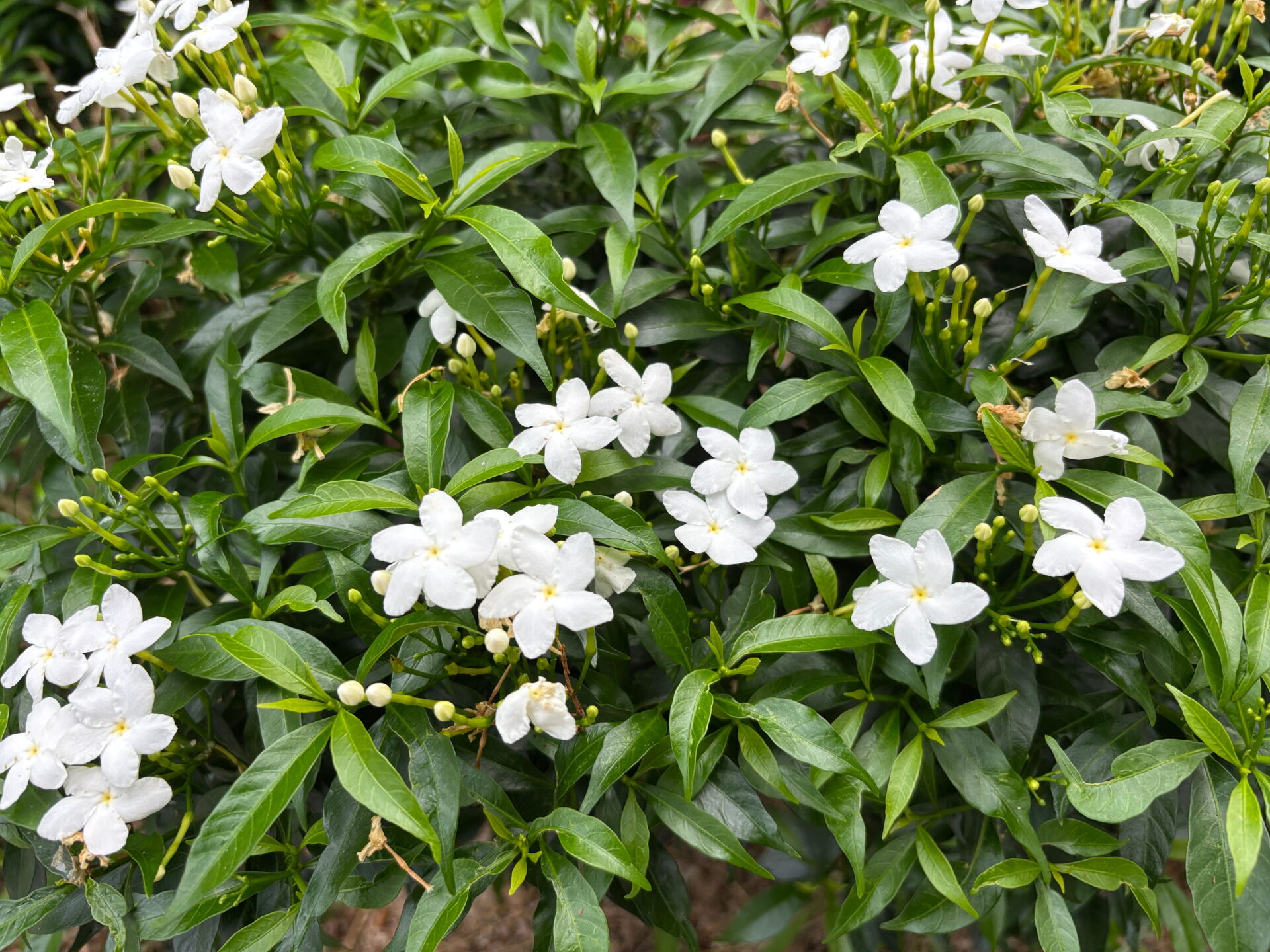 https://www.fa.gov.hk/珍珠馬茶花