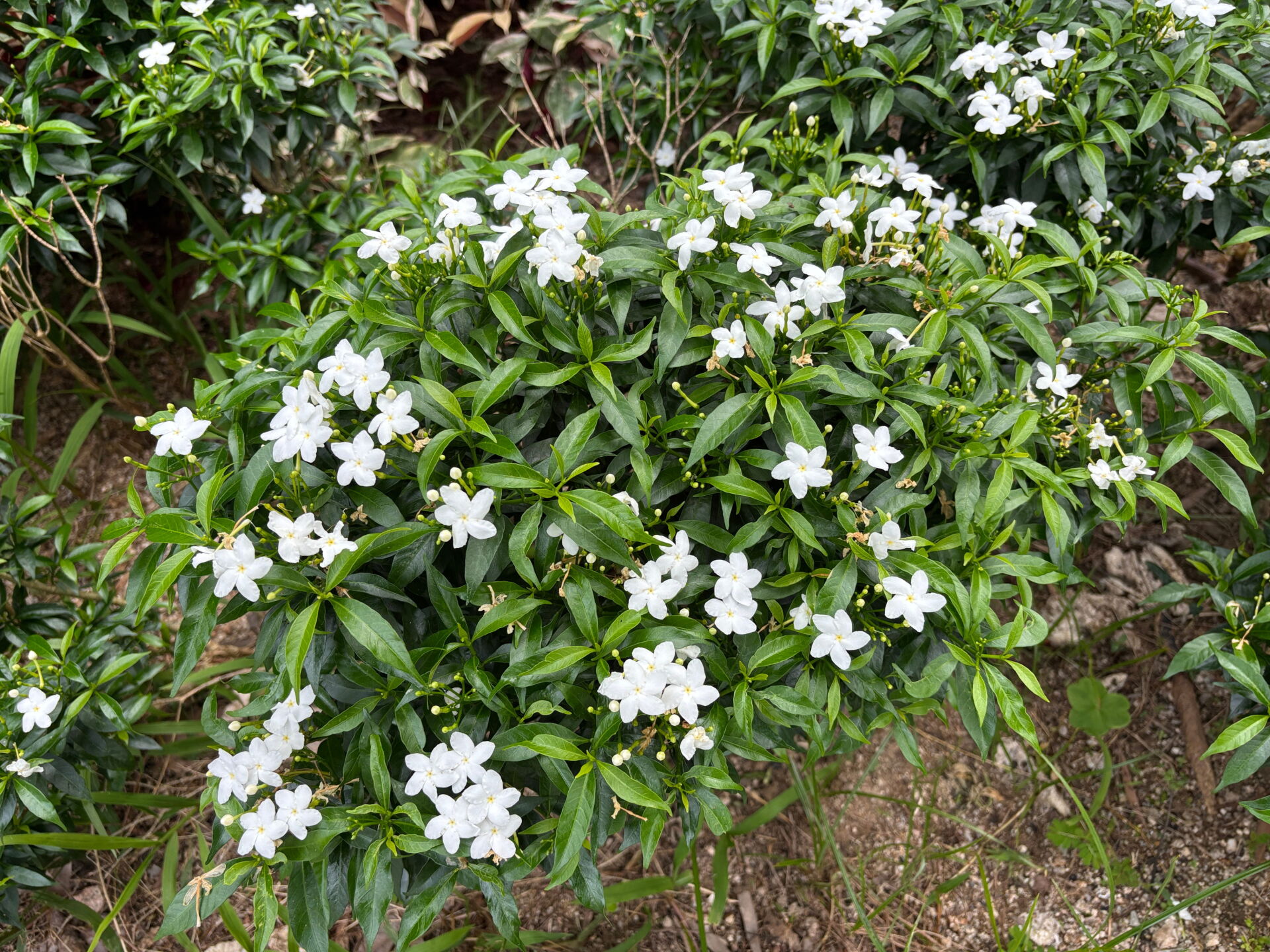 https://www.fa.gov.hk/珍珠馬茶花