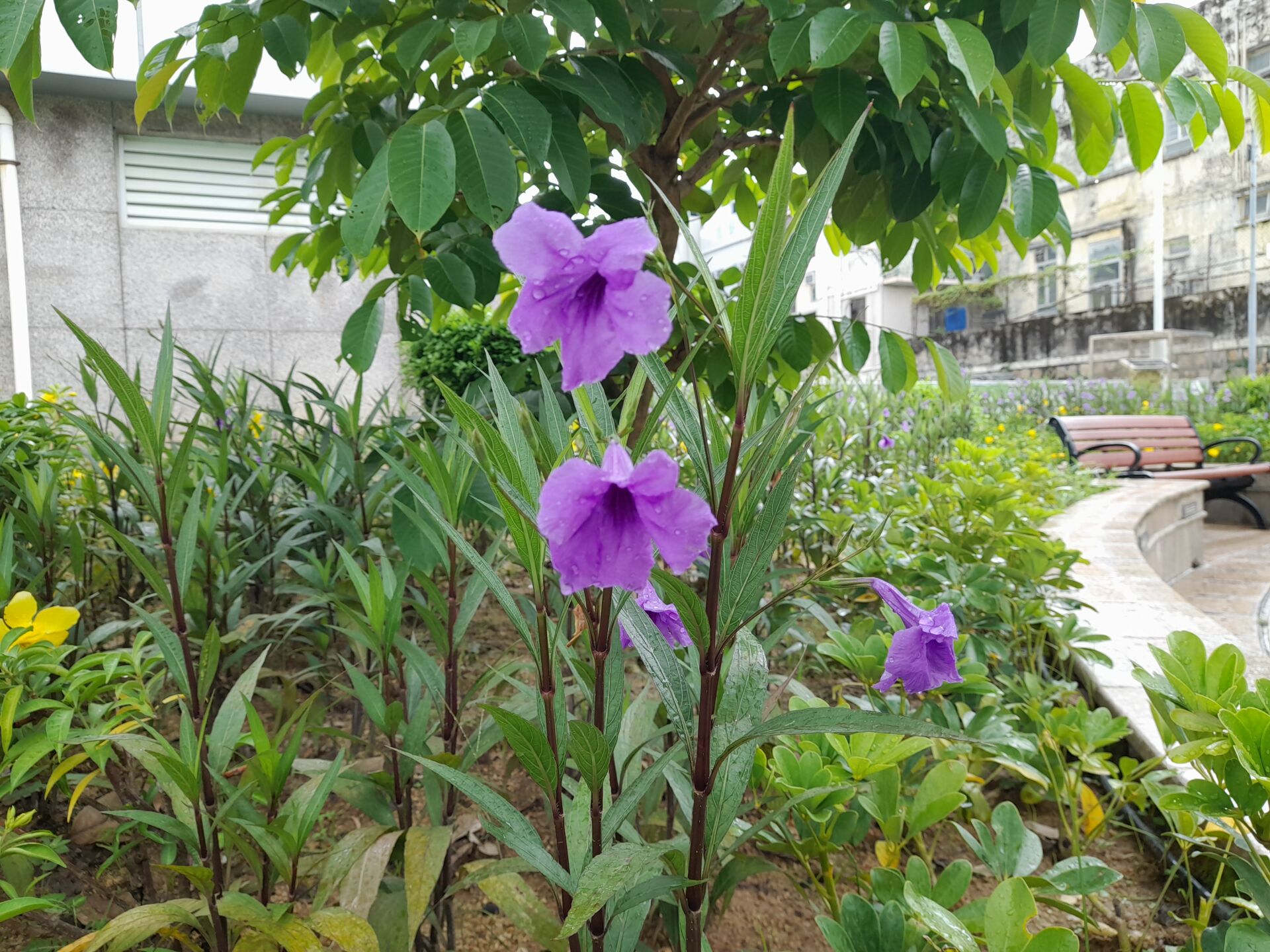 https://www.fa.gov.hk/翠蘆莉
