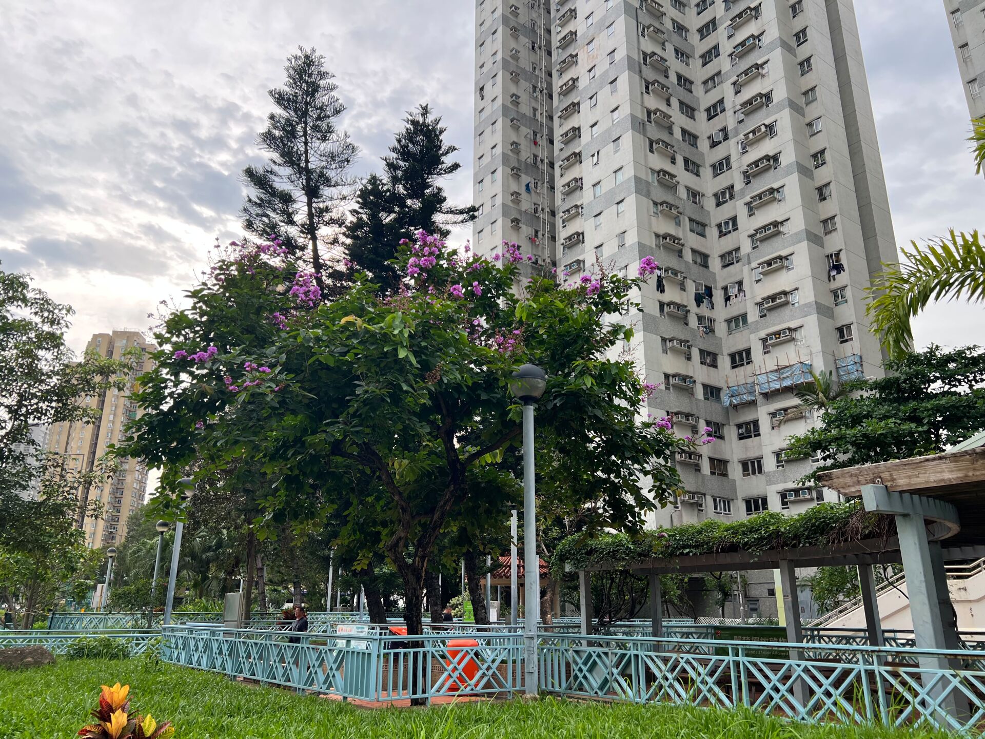 https://www.fa.gov.hk/大花紫薇(洋紫薇)